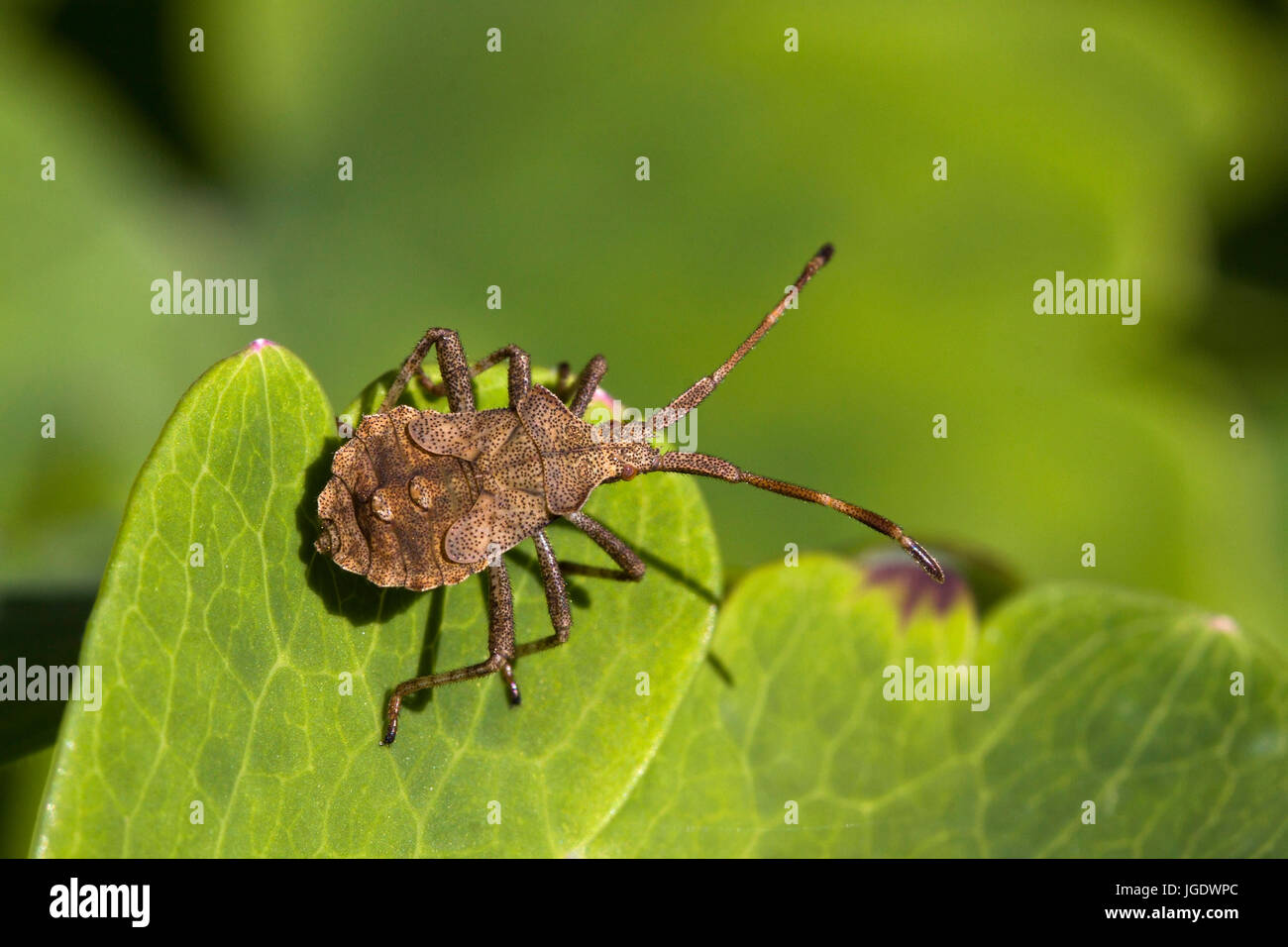 Squash bug, Coreus marginatus, Lederwanze (Coreus marginatus) Foto Stock