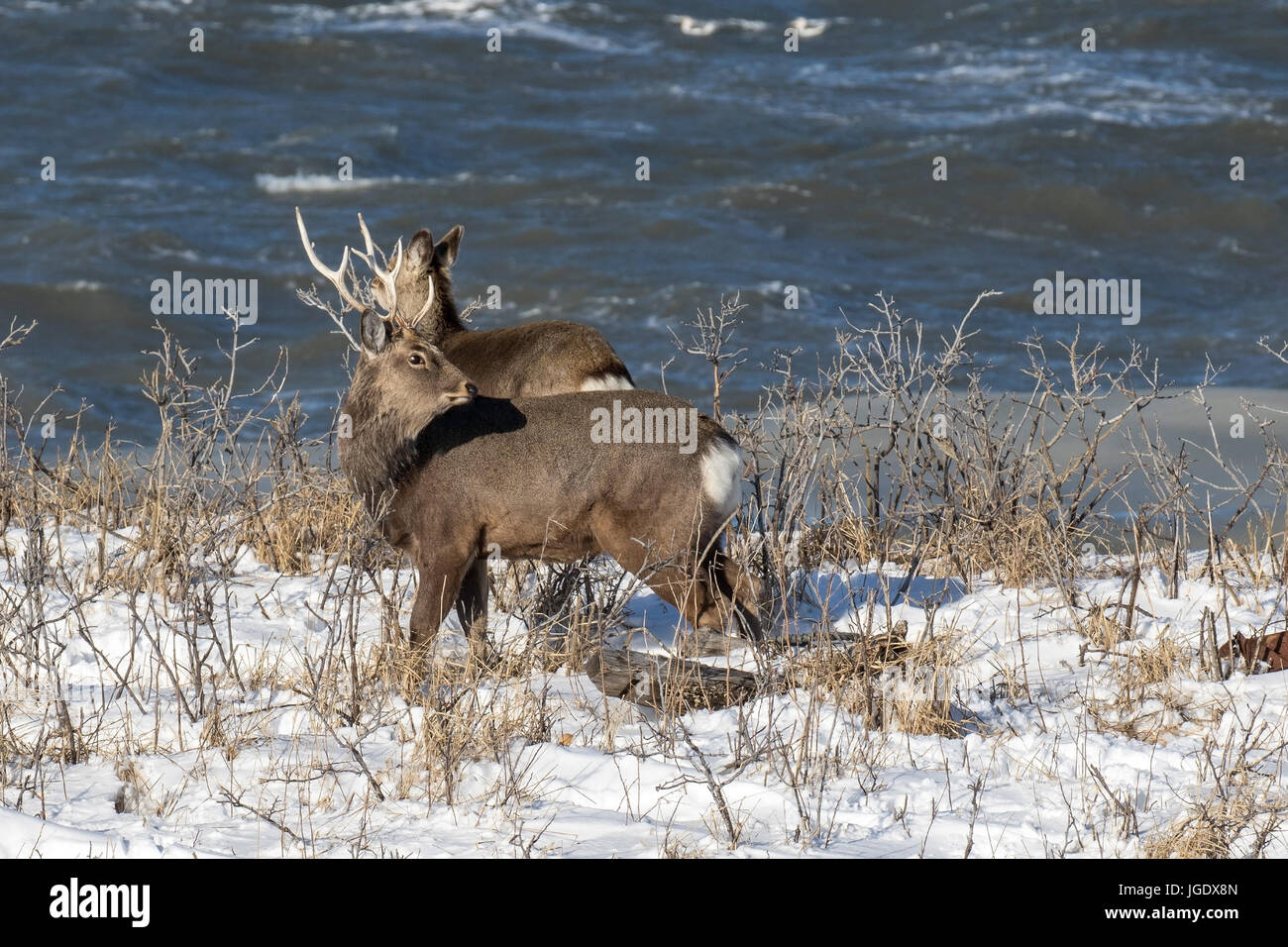 Sikahirsch, Cervus nippon, Sikahirsch (Cervus nippon) Foto Stock