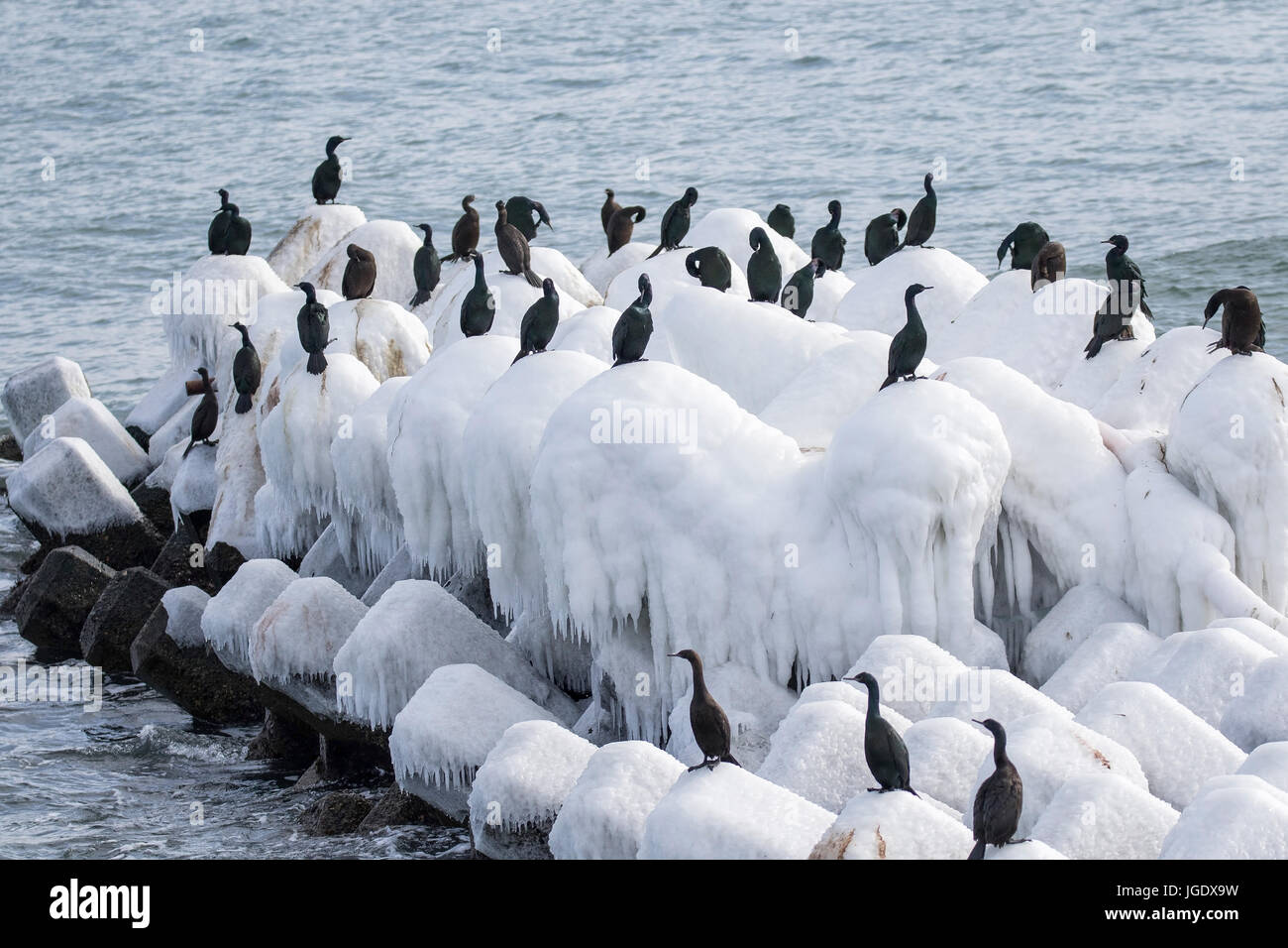 Meerscharbe, Phalacrocorax pelagicus, Meerscharbe (Phalacrocorax pelagicus) Foto Stock