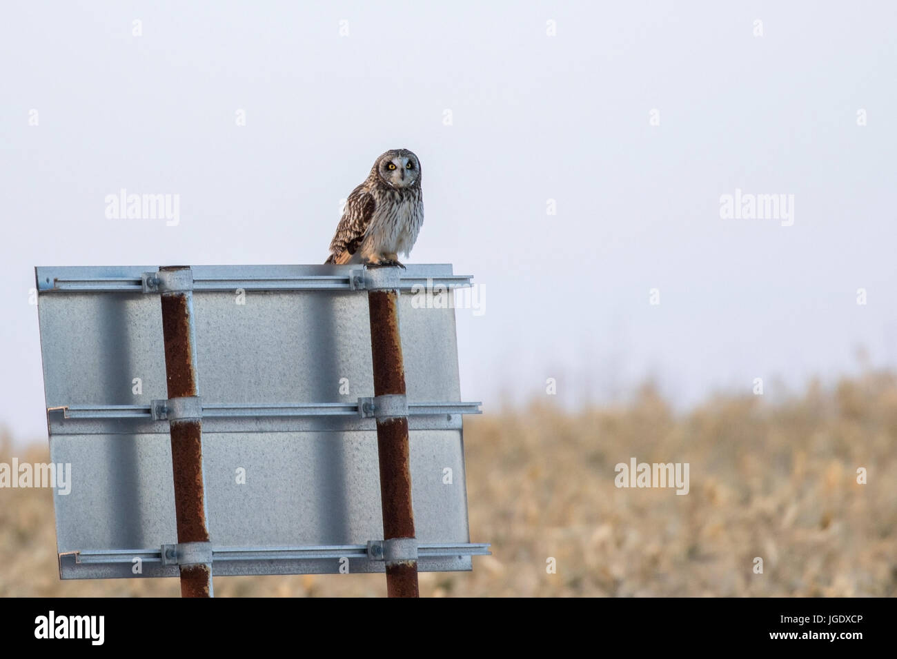 Orecchio Marsh Owl, asio flammeus, Sumpfohreule (asio flammeus) Foto Stock