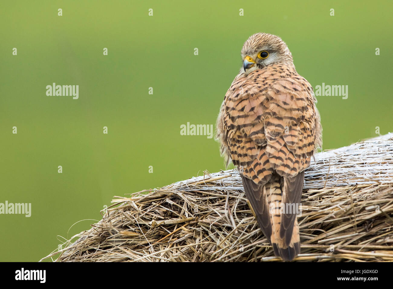 Il Gheppio, il Falco tinnunculus femmina, Turmfalke (Falco tinnunculus) Weibchen Foto Stock