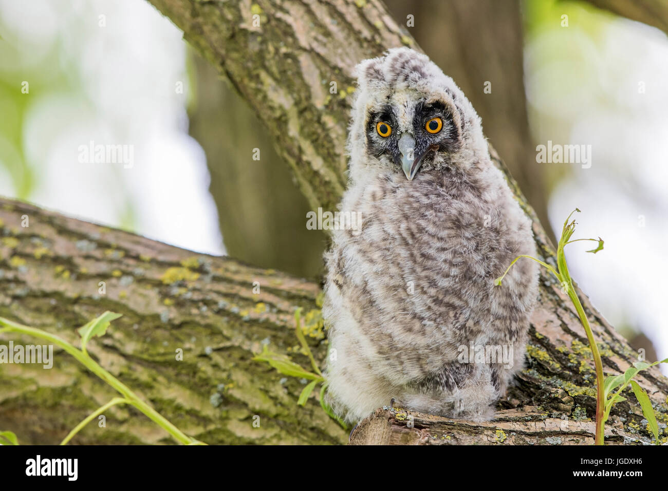 Long eared owl, Asio otus Pullus, Waldohreule (Asio otus) Pullus Foto Stock