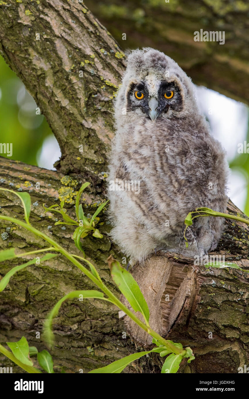 Long eared owl, Asio otus Pullus, Waldohreule (Asio otus) Pullus Foto Stock