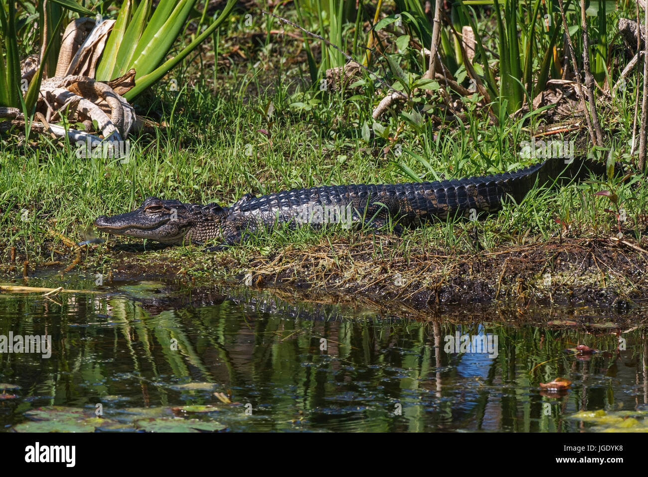 La Mississippi alligator alligator mississippiensis, Mississippi-Alligator (Alligator mississippiensis) Foto Stock