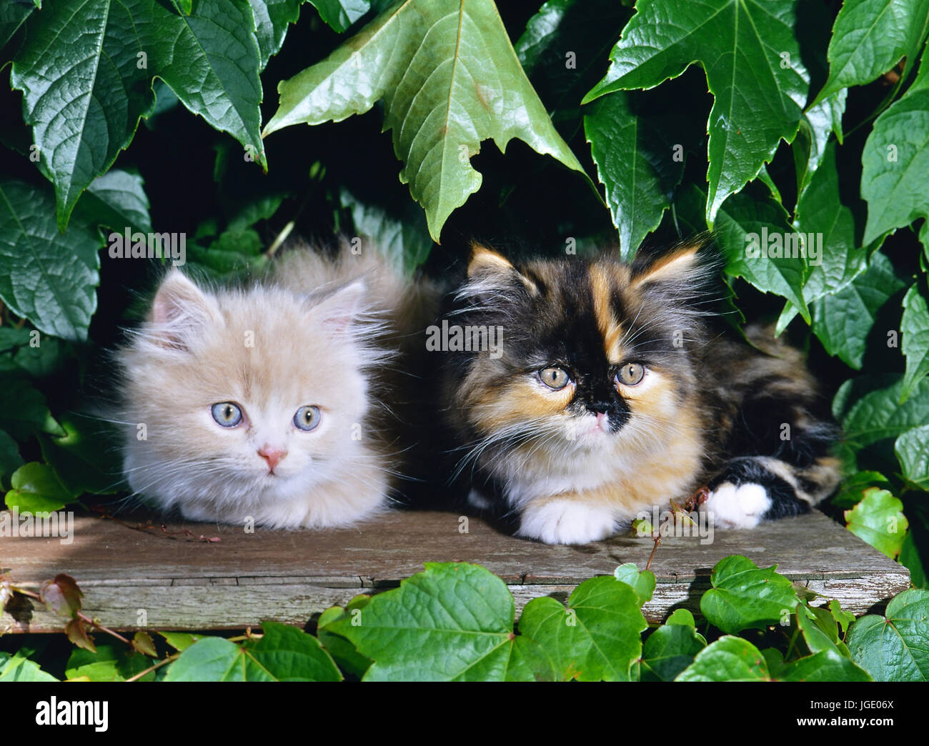 Due gatti Angora, animali giovani Zwei Angorakatzen, Jungtiere Foto Stock