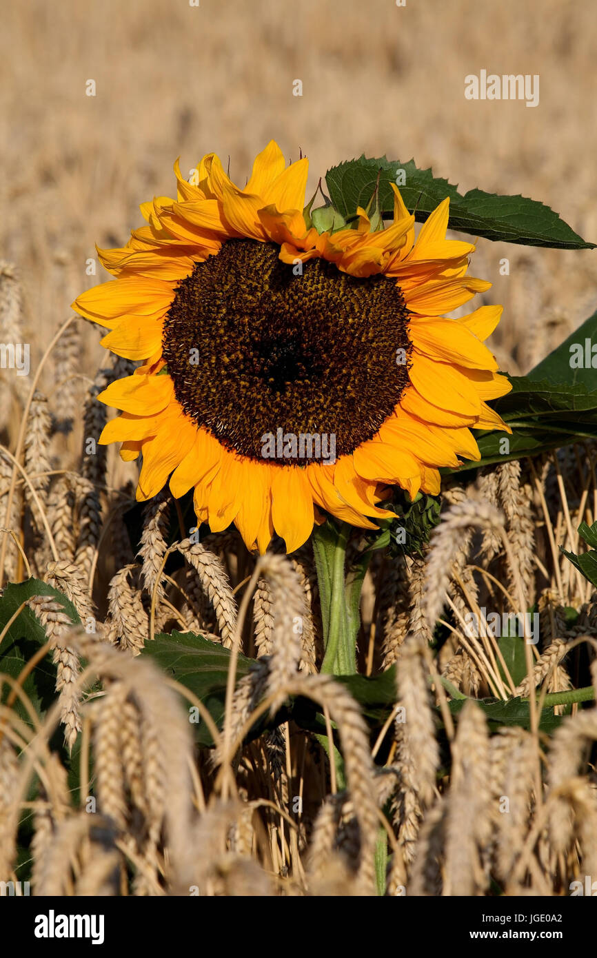 Semi di girasole nel campo di grano, Sonnenblume im Kornfeld Foto Stock