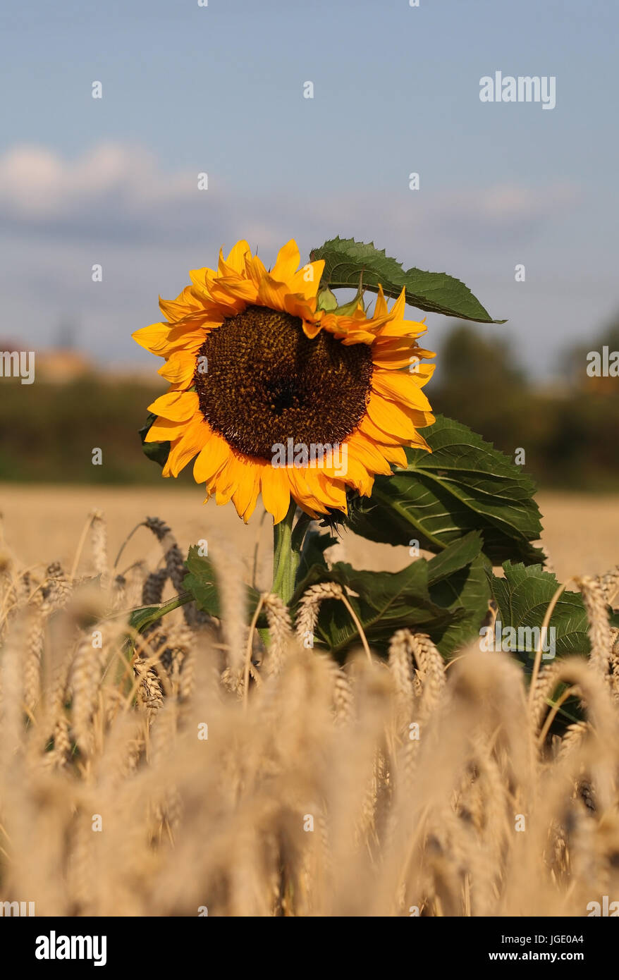 Semi di girasole nel campo di grano, Sonnenblume im Kornfeld Foto Stock