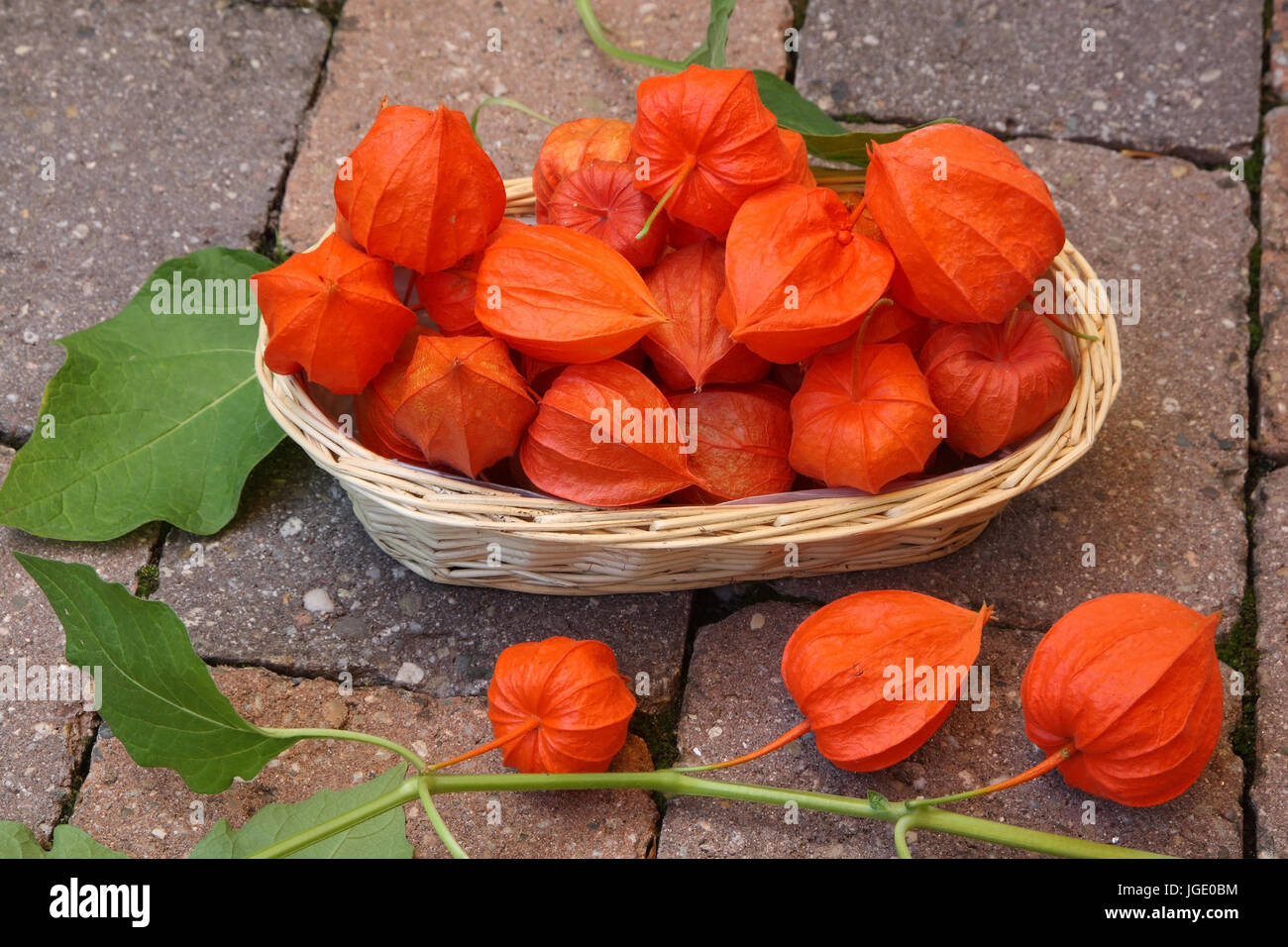 Fiore Lampion frutti nel cesto, Lampionblume Fruechte Korb im Foto Stock