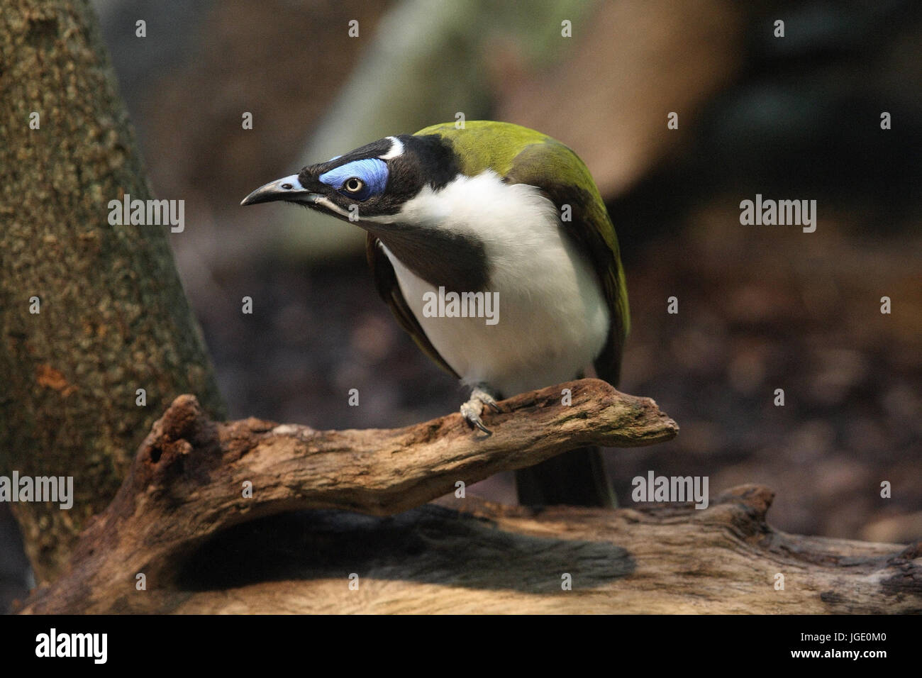 Orecchio blu miele eater Blauohr-Honigfresser Foto Stock