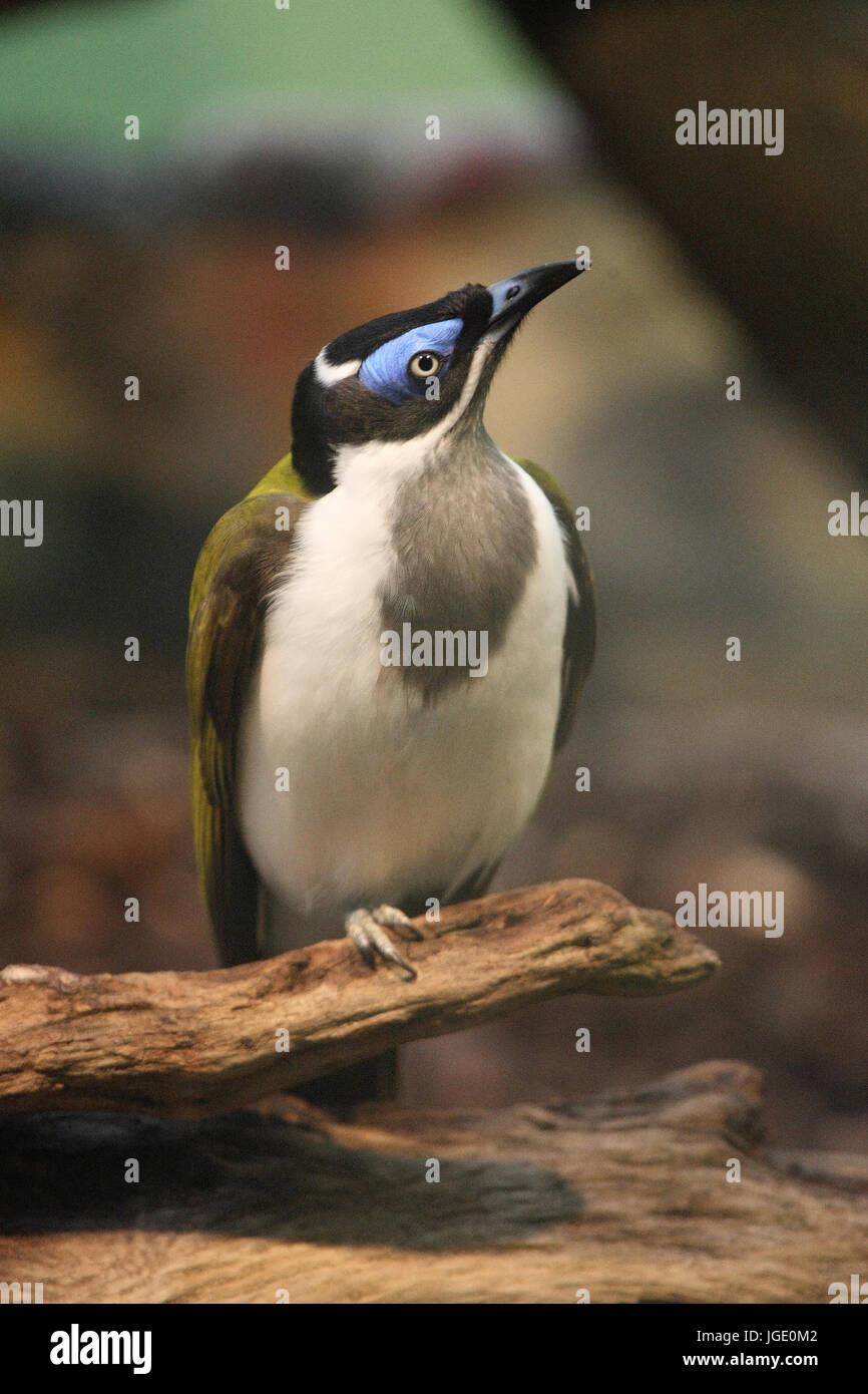 Orecchio blu miele eater Blauohr-Honigfresser Foto Stock