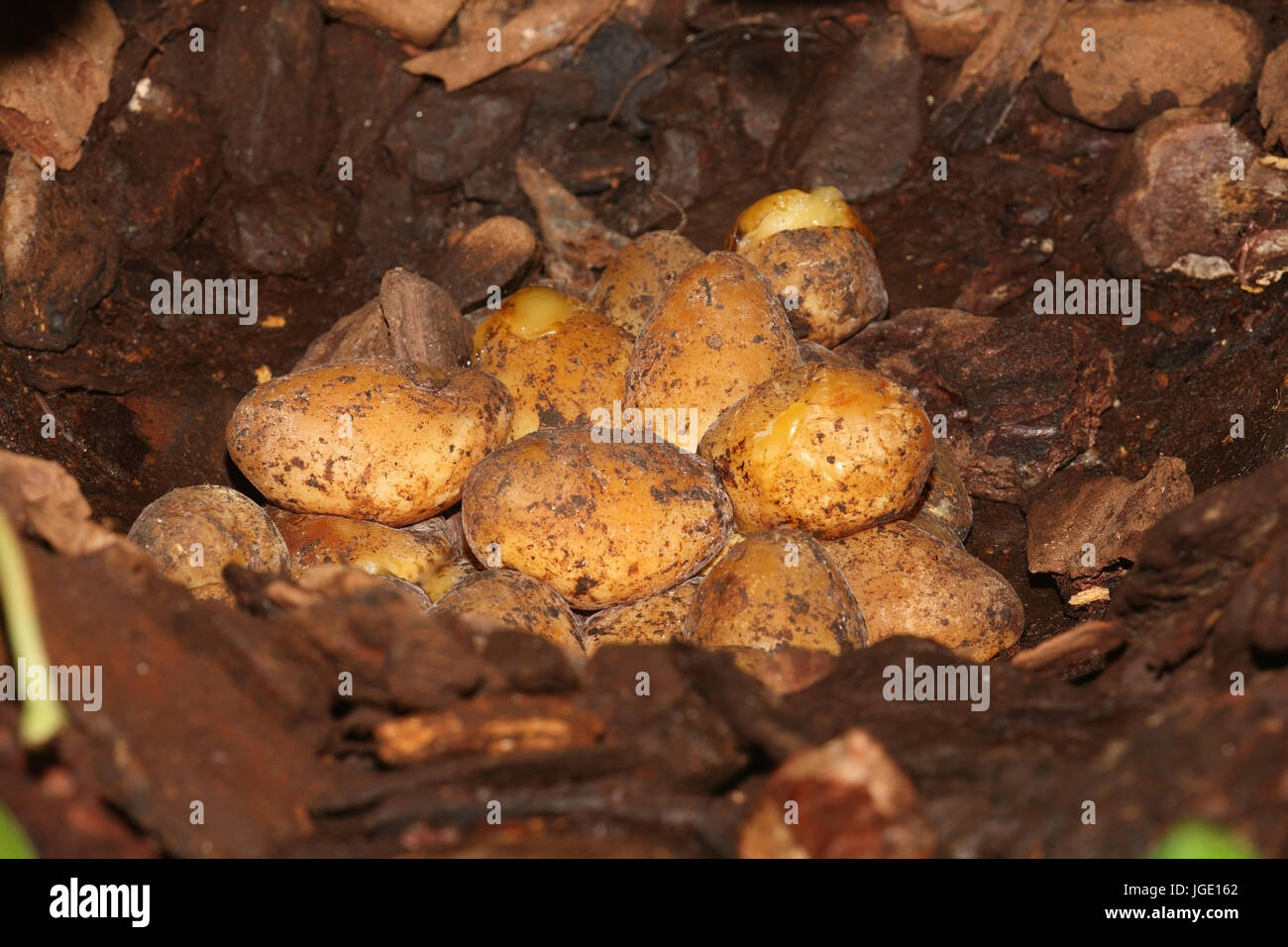 Gelege del rombo python , Gelege des Rautenpython Foto Stock