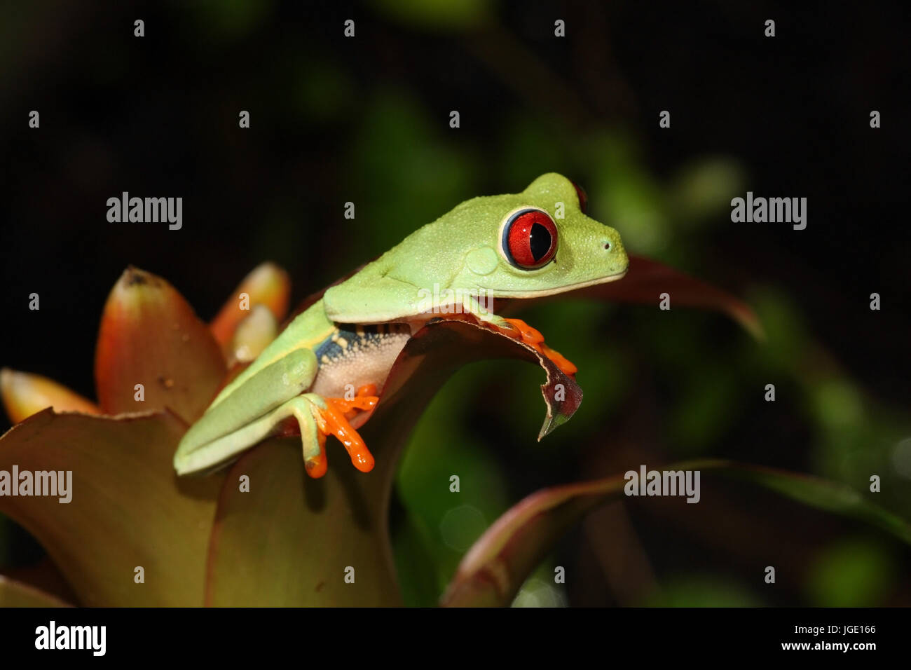 Occhi rossi rana, Rotaugenfrosch Foto Stock