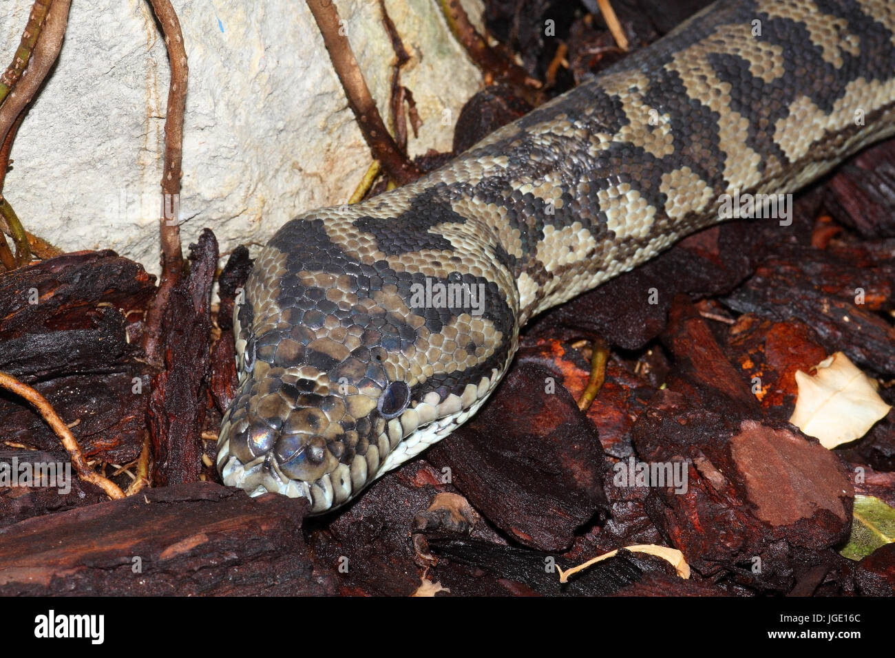 Rombo python, Rautenpython Foto Stock