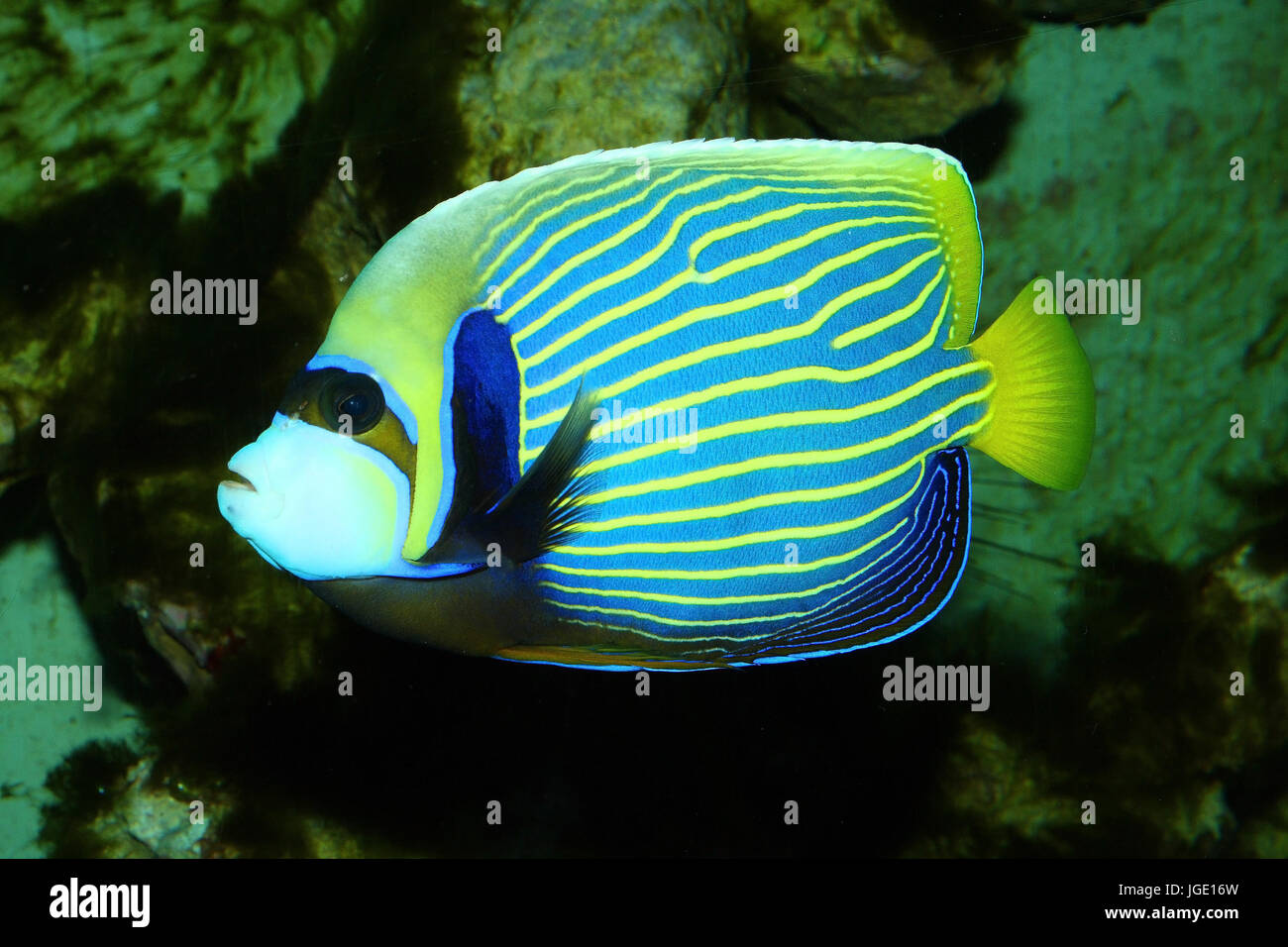 Imperial fish immagini e fotografie stock ad alta risoluzione - Alamy