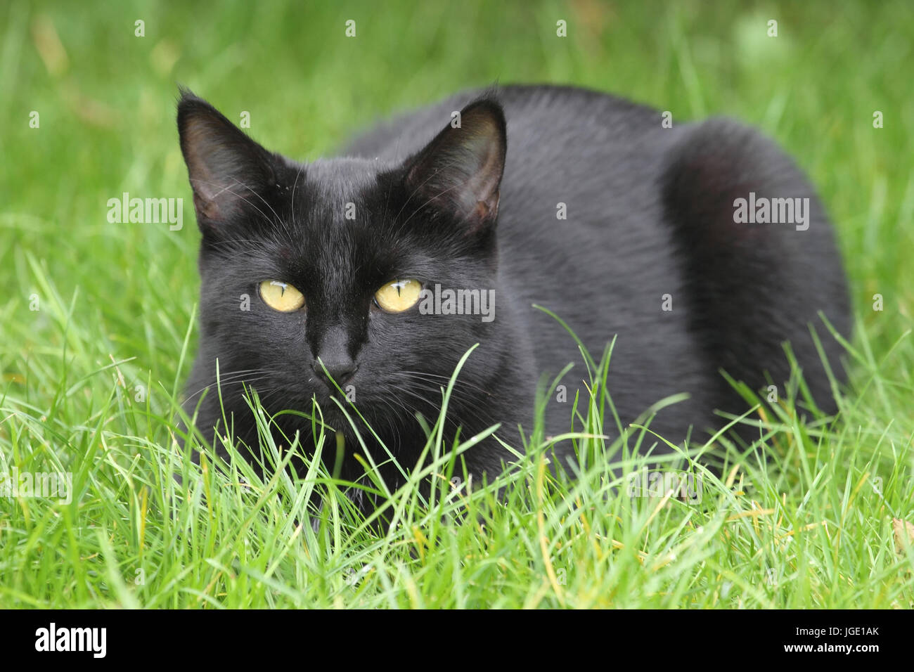 Nero della casa di gatti si trova in erba, Schwarze Hauskatzen liegt im Gras nero gatto domestico giacciono in erba Felis silvestris catus Foto Stock
