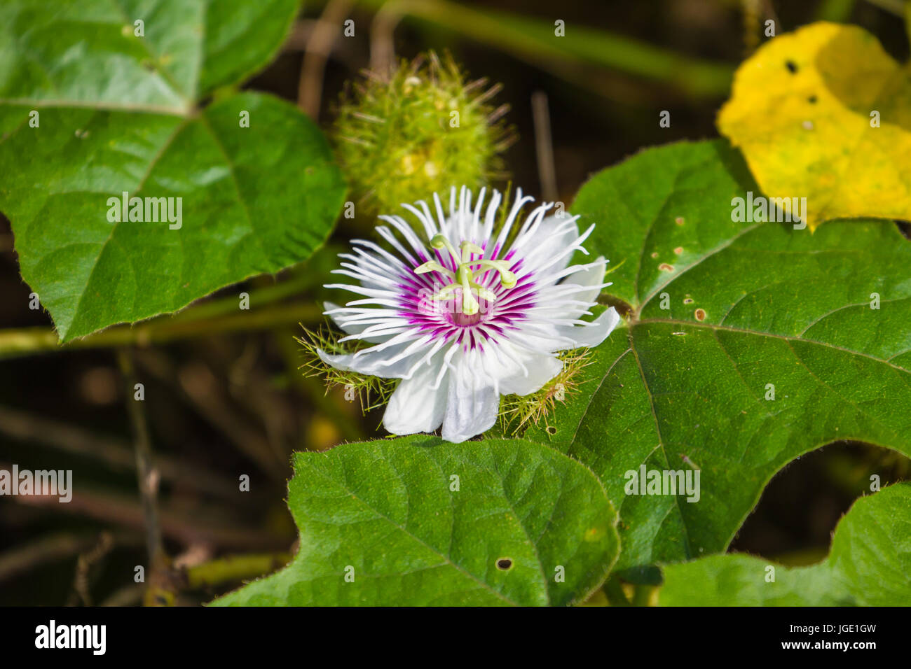 Fetida passiflora nella foresta o di passiflora scarletfruit Foto Stock