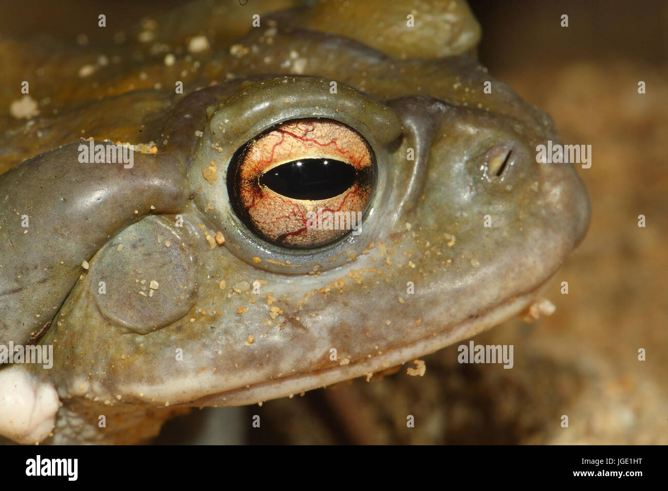 Sonora toad, Sonora-Kroete Foto Stock