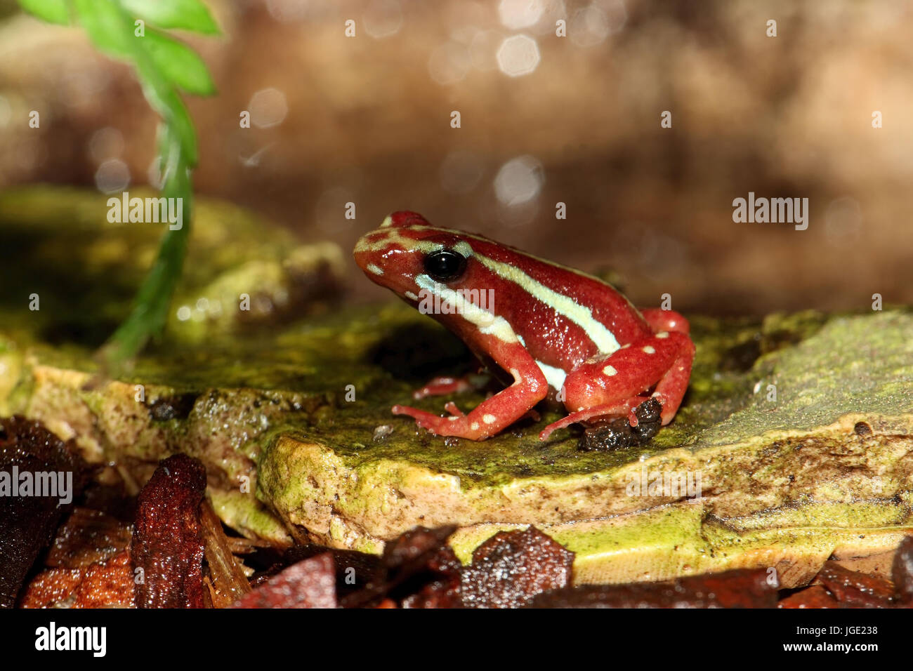 Tre colori tree pit foreman, Dreifarbiger Baumsteiger Foto Stock