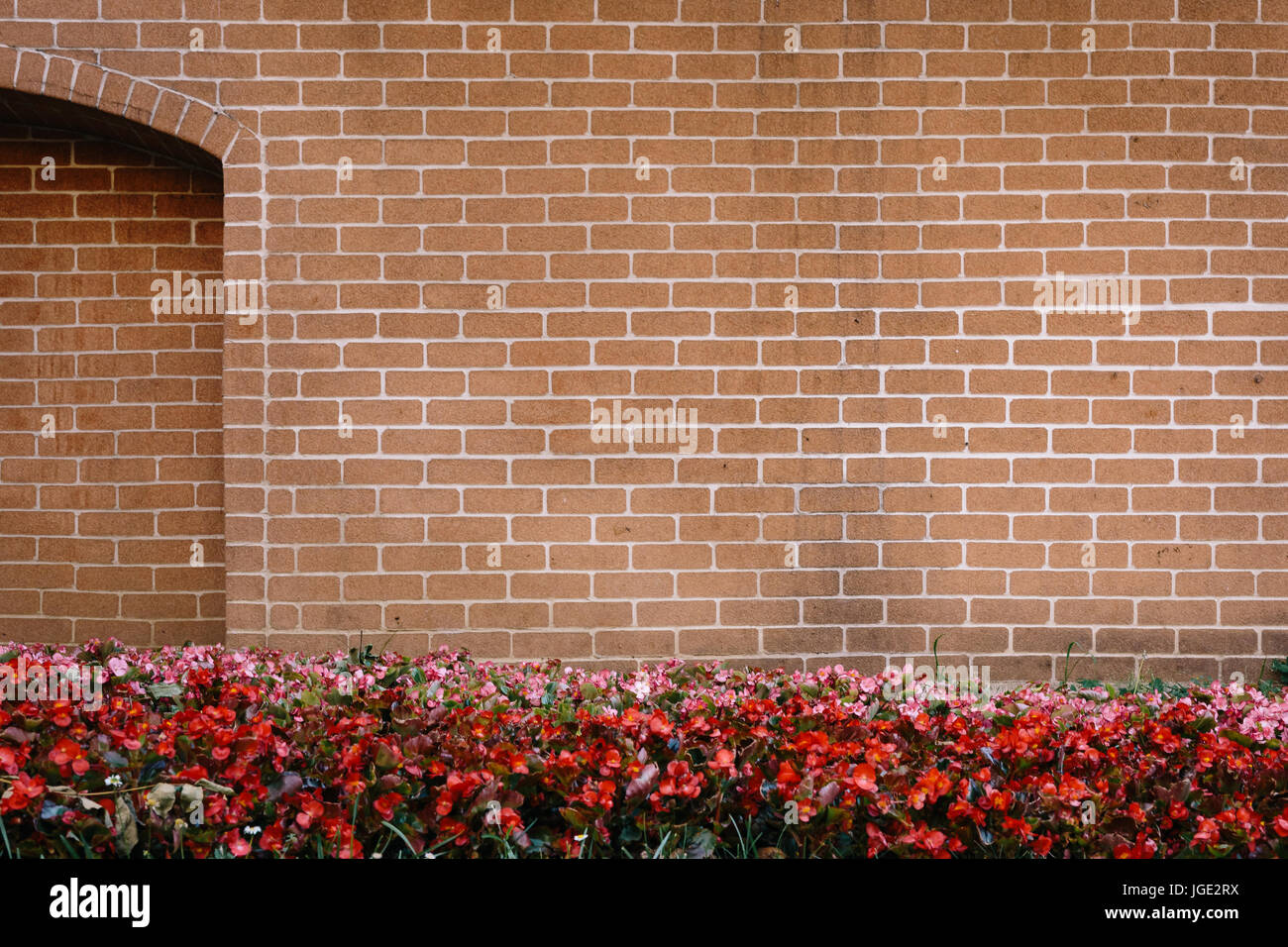 La texture del muro in mattoni con fiori di colore rosso nella parte anteriore Foto Stock