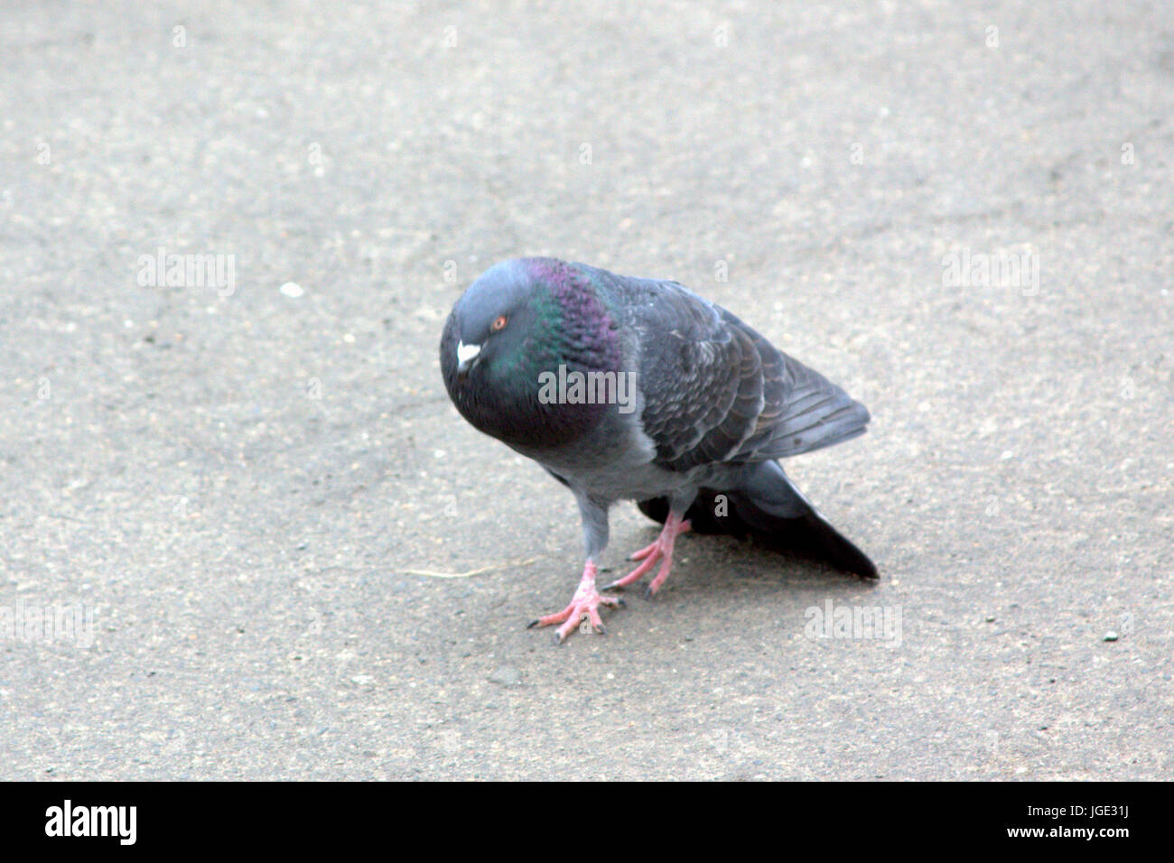 Pigeon camminare a piedi come egli è Dracula funny shot animale ha ha Foto Stock
