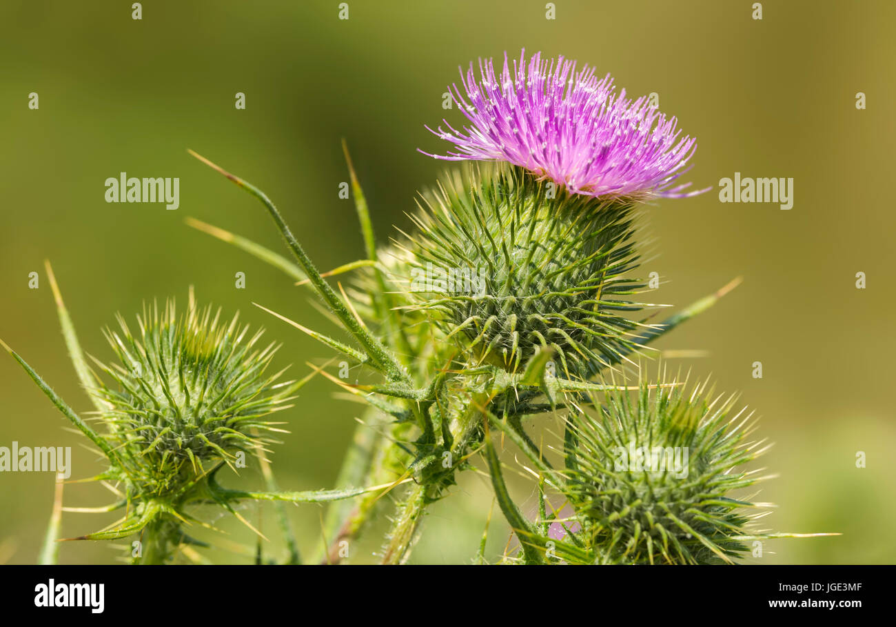 Spear Thistle (Cirsium vulgare) AKA Bull Thistle e comune Thistle, a inizio estate nel Regno Unito. Foto Stock