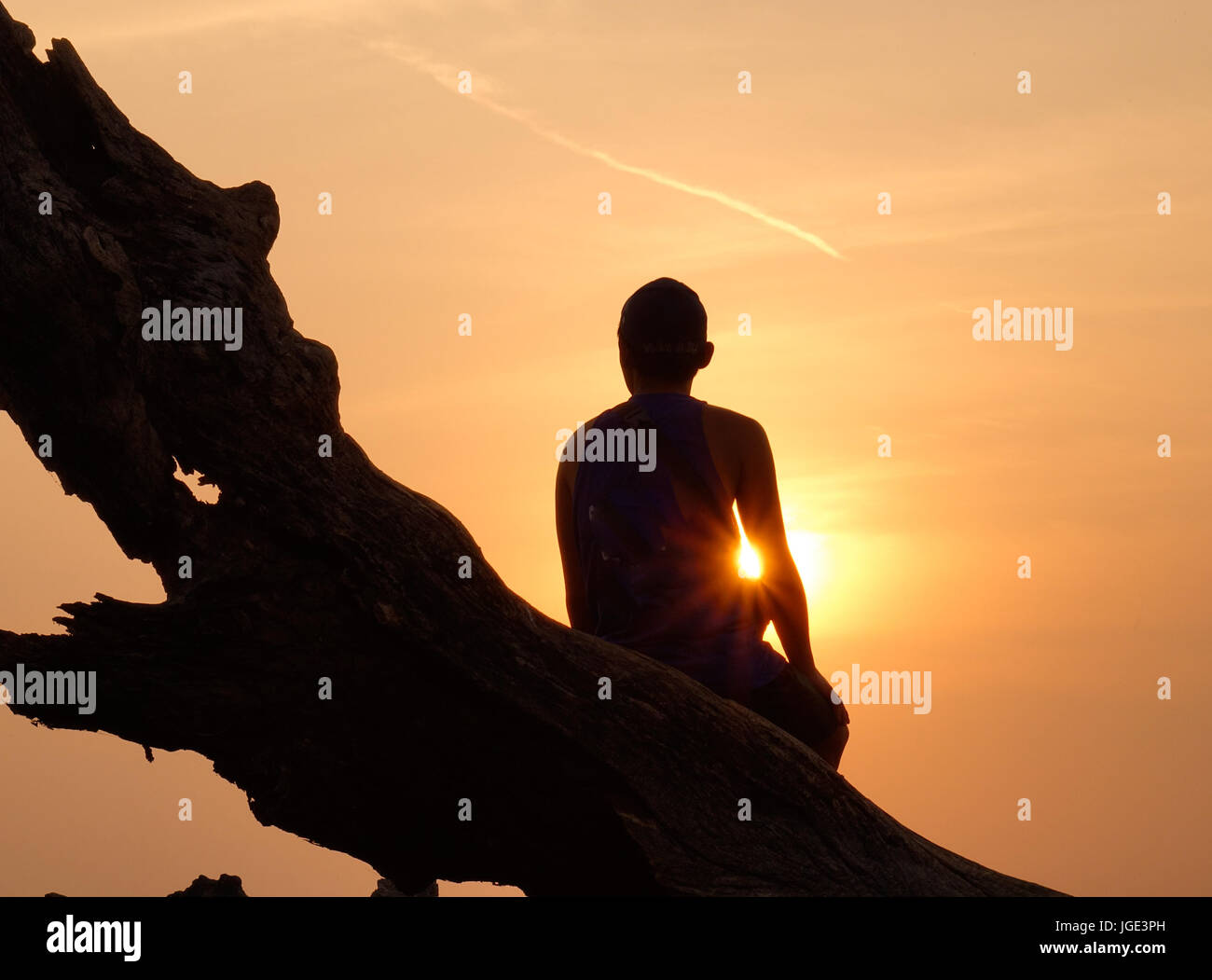 Uomo seduto sulla struttura ad albero e guardando il tramonto Foto Stock