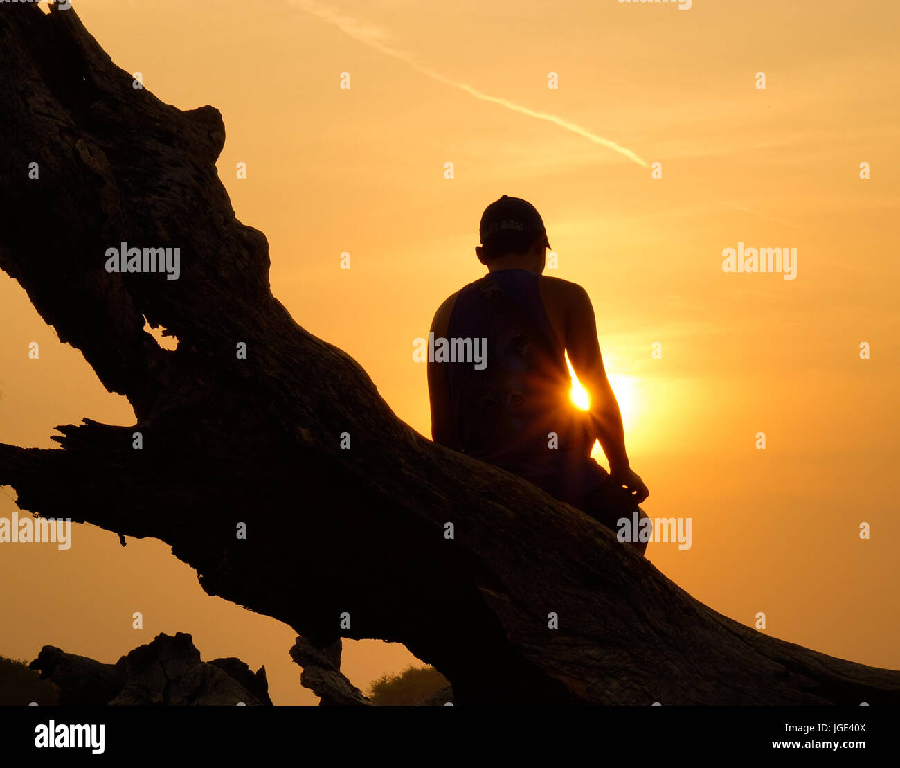 Asian uomo seduto sulla struttura ad albero e guardando il tramonto Foto Stock
