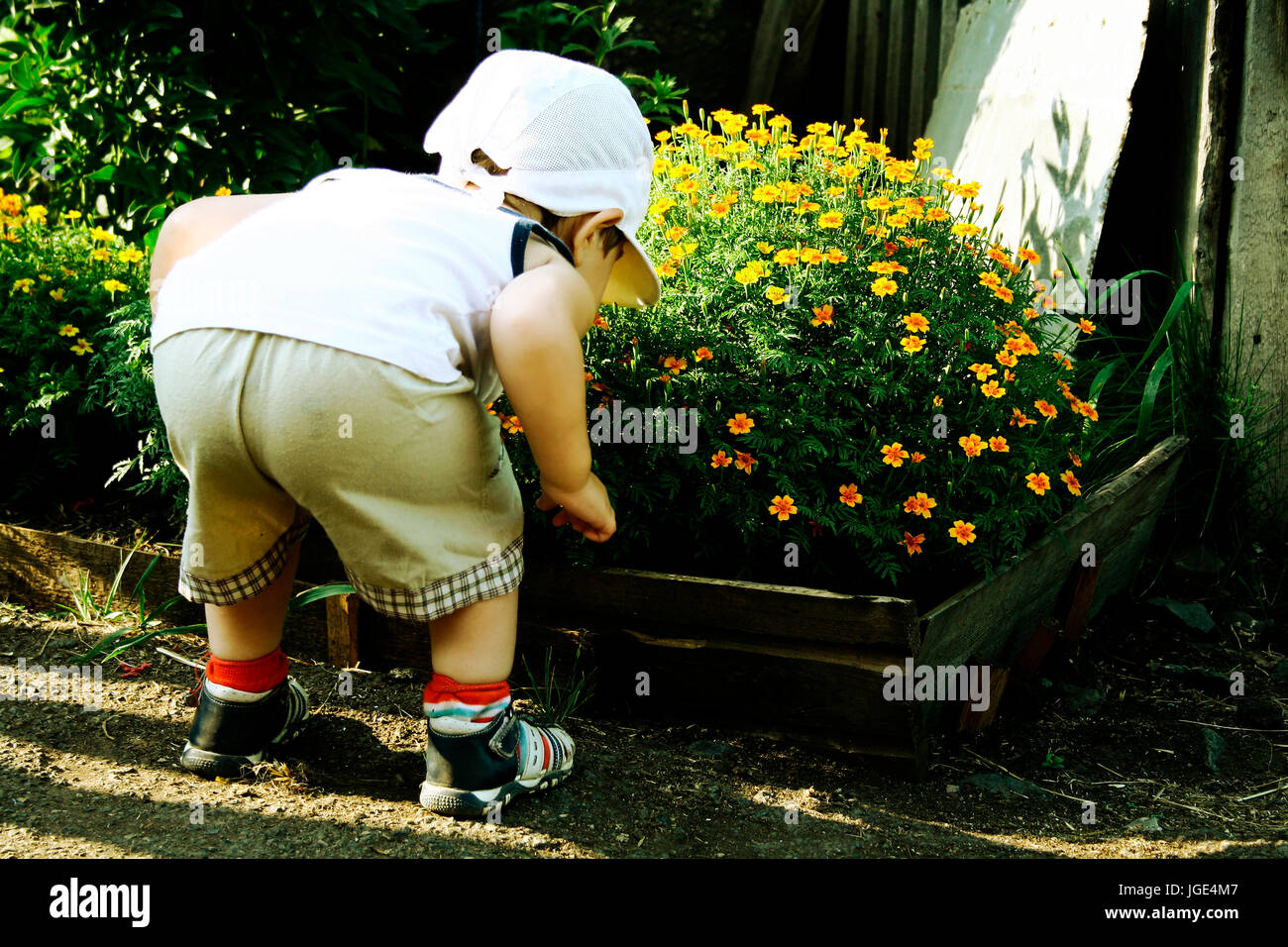 Curioso ragazzo caucasico profumati fiori in giardino Foto Stock