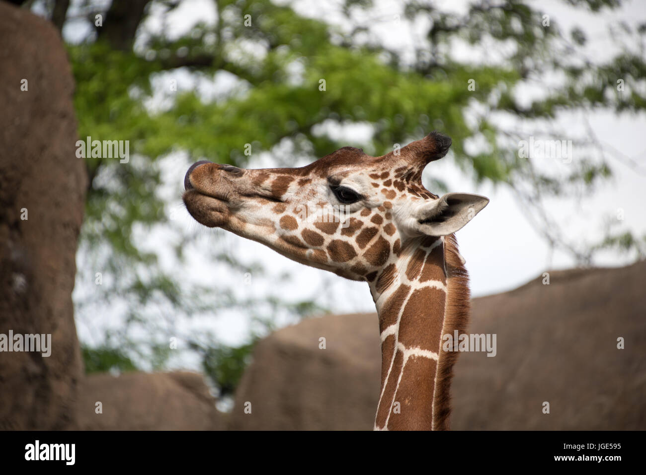 La testa di un prigioniero maschio giraffa reticolata in profilo in un zoo enclosure con rocce e un albero dietro di essa Foto Stock