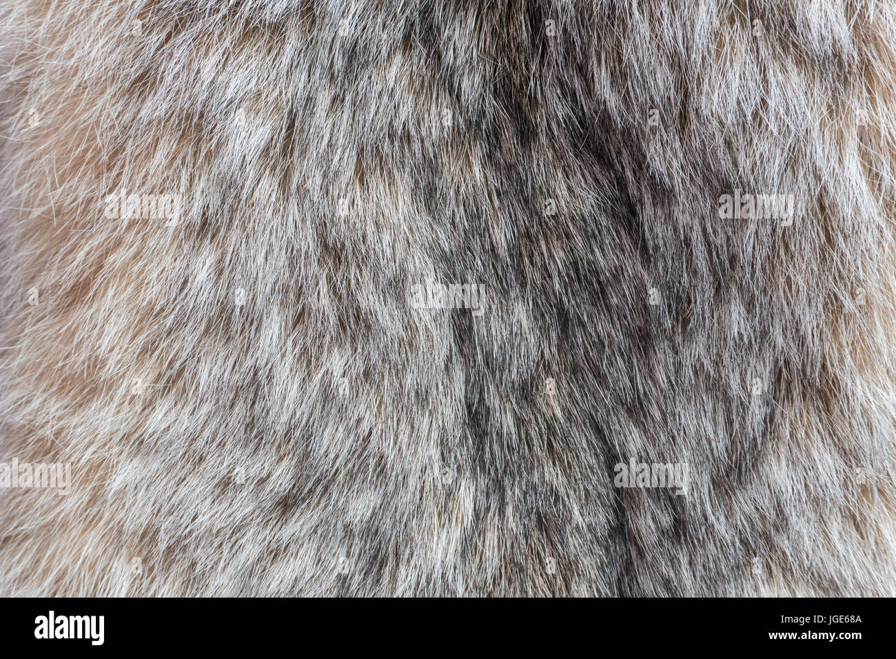 Il Lynx di Canada pelliccia. Le pellicce di lynx close up texture. Foto Stock
