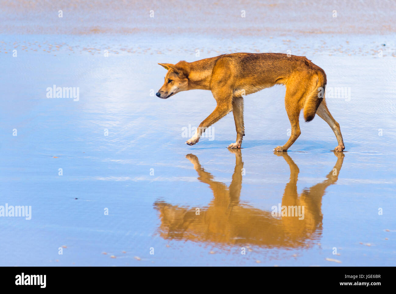 Dingo su settanta cinque miglia di spiaggia, l'Isola di Fraser, Queensland, Australia Foto Stock