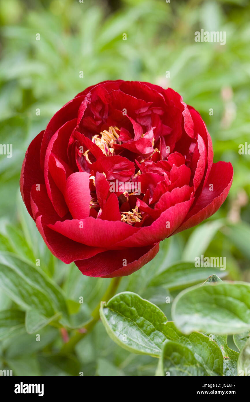 Paeonia 'Buckeye Belle". Foto Stock