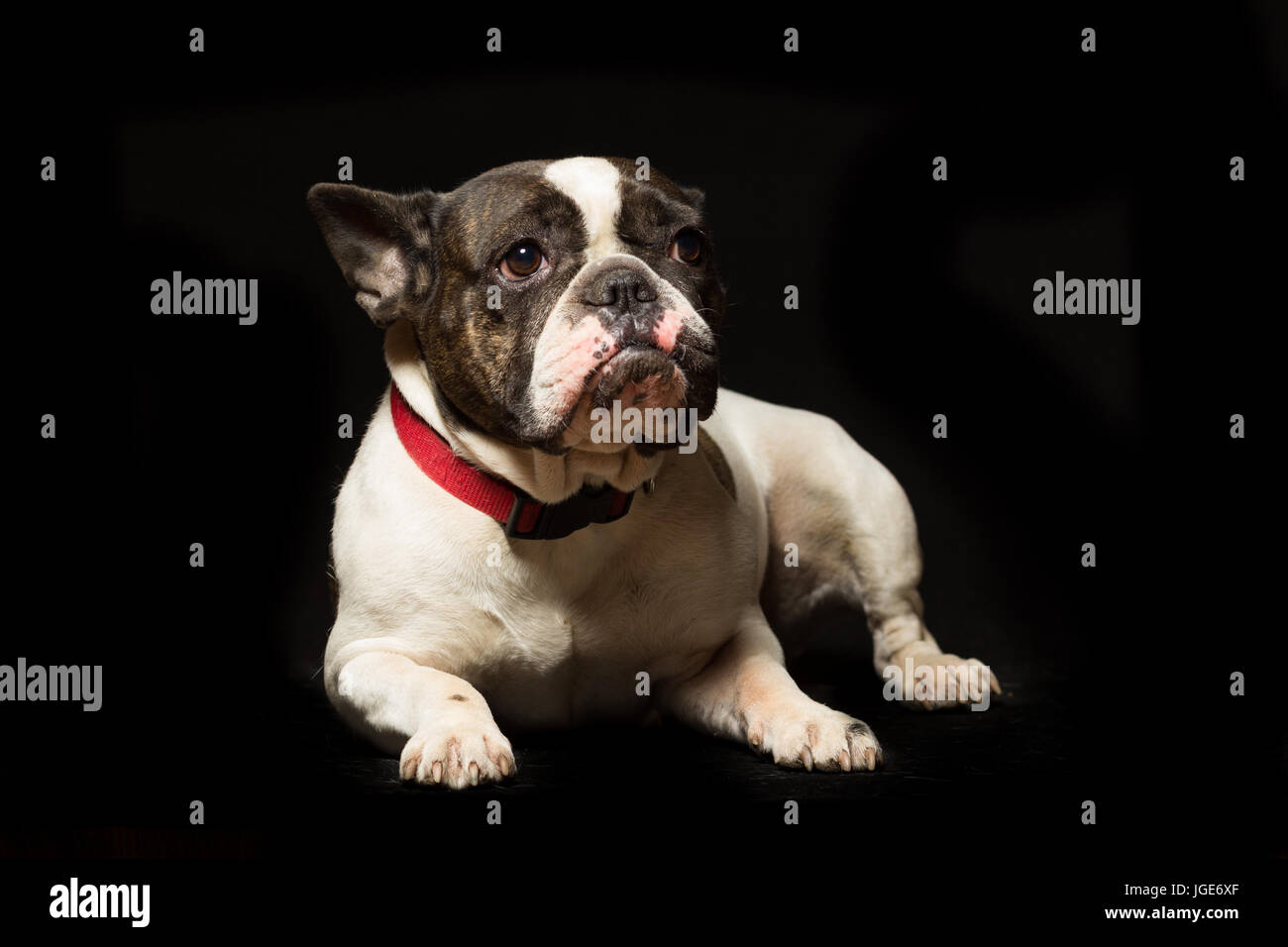 Femmina bulldog francese ritratto su sfondo nero Foto Stock