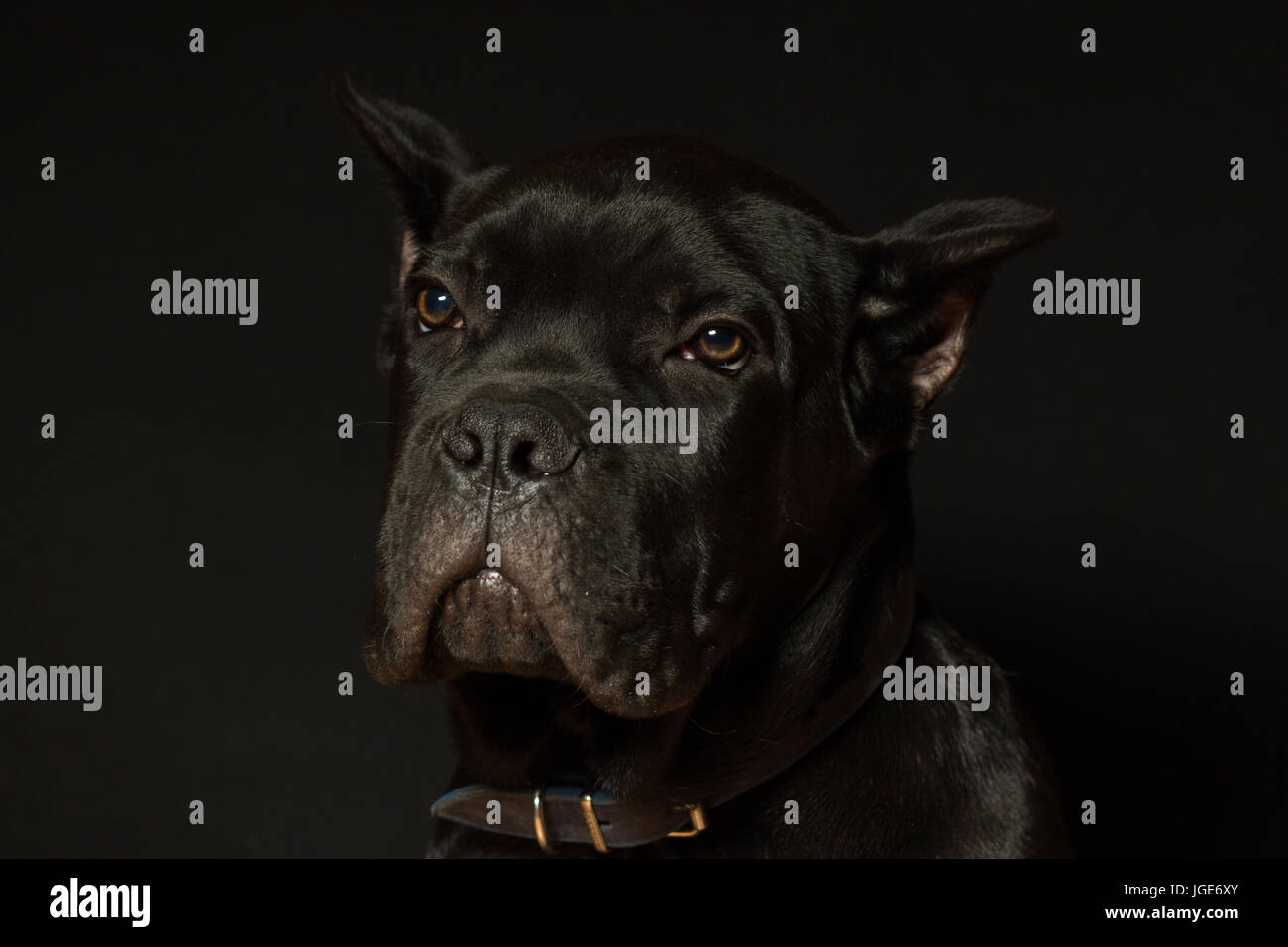 Età del cucciolo di 3 mesi di cane corso di colore nero su uno sfondo nero Foto Stock