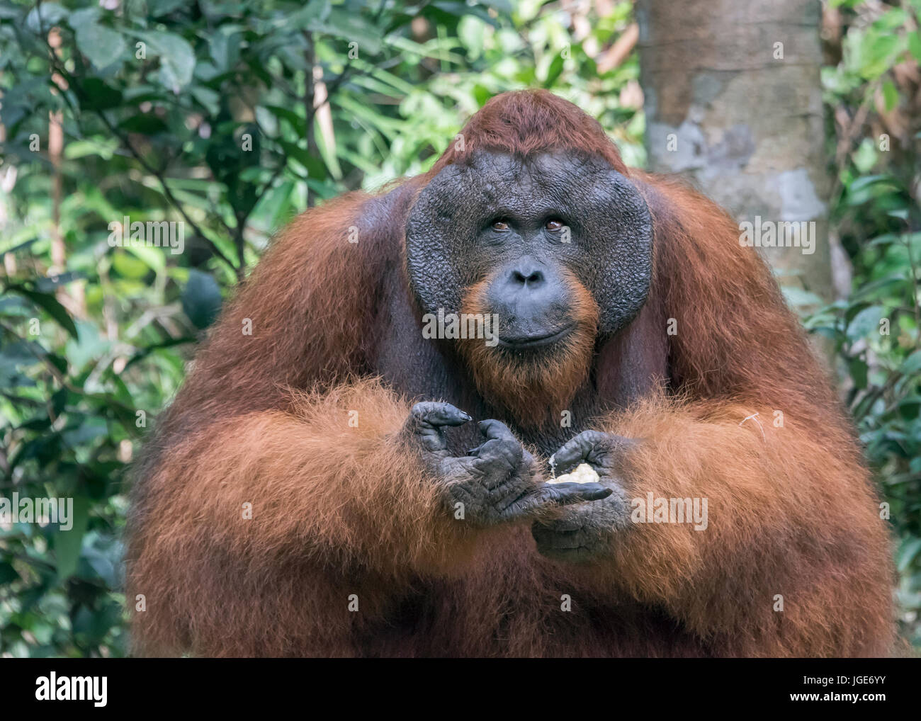 Maschio flangiato orangtan con un malizioso sorriso, Tanjung messa National Park, Kalimantan, Indonesia Foto Stock