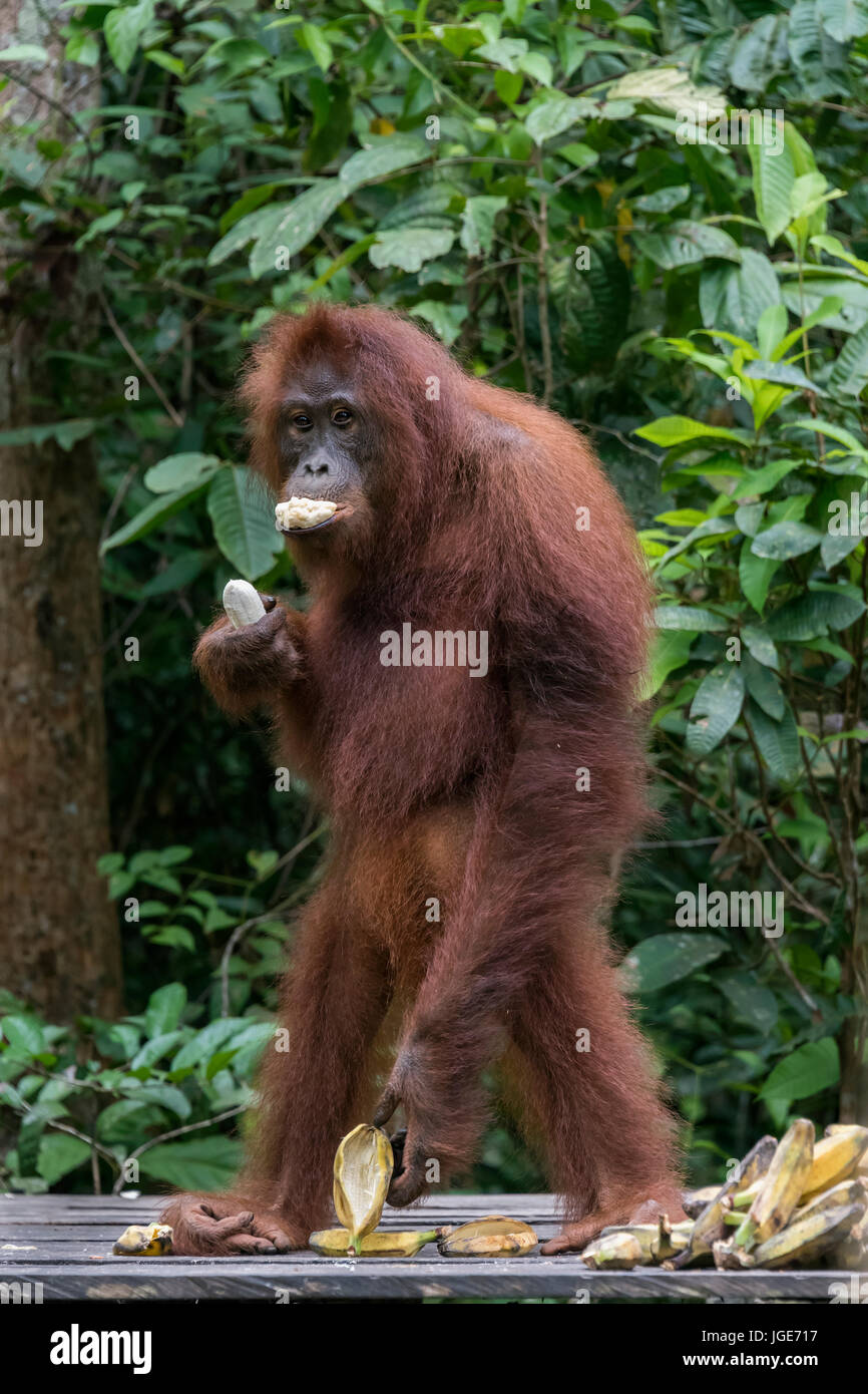 Giovani orangutan urtando banane nella sua bocca in corrispondenza di una stazione di alimentazione, Tanjung messa National Park, Kalimantan, Indonesia Foto Stock