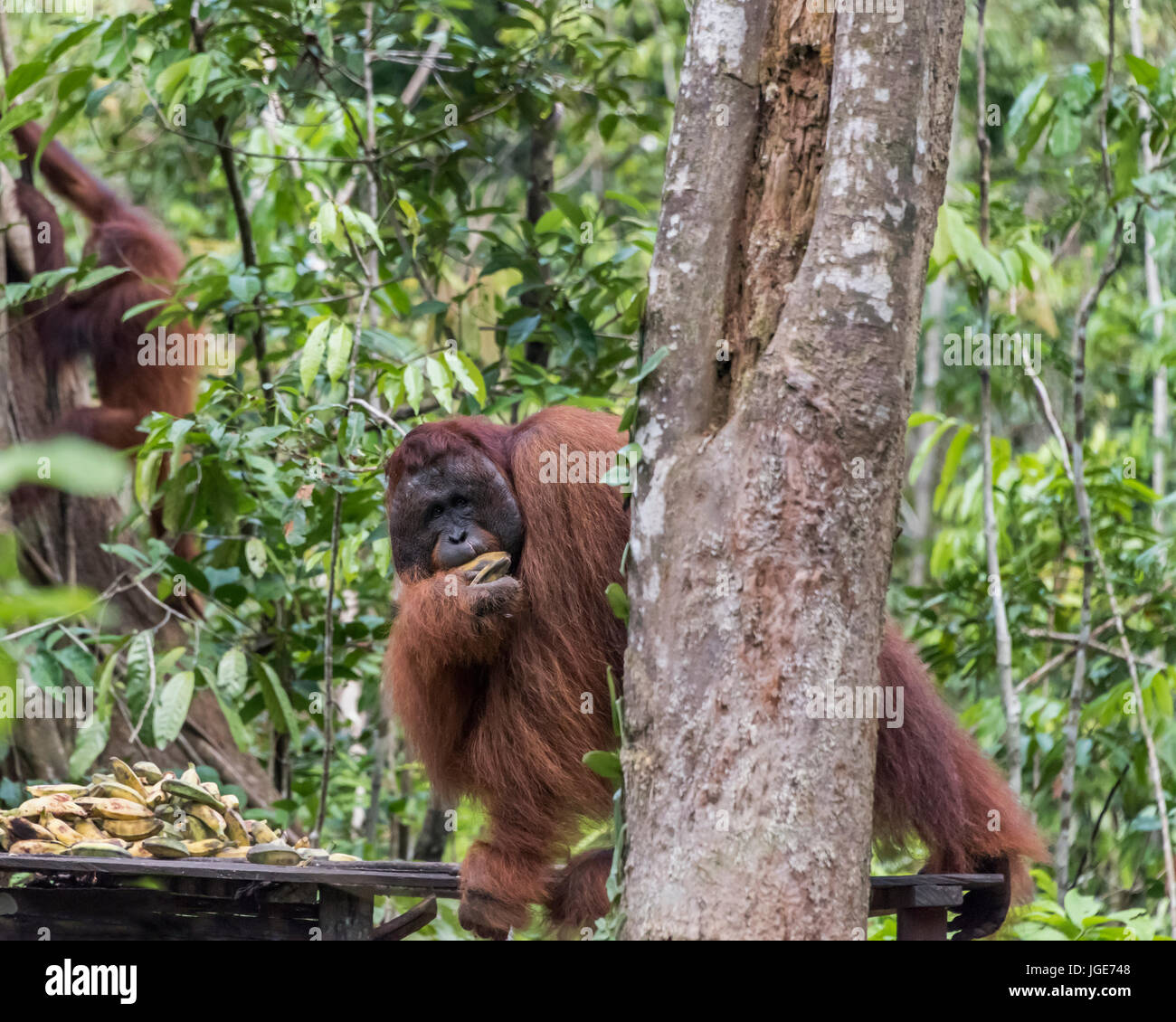 Grande maschio orangutan grabbing Alcuni banane provenienti dalla piattaforma di alimentazione, Tanjung messa NP, Kalimatan, Indonesia Foto Stock