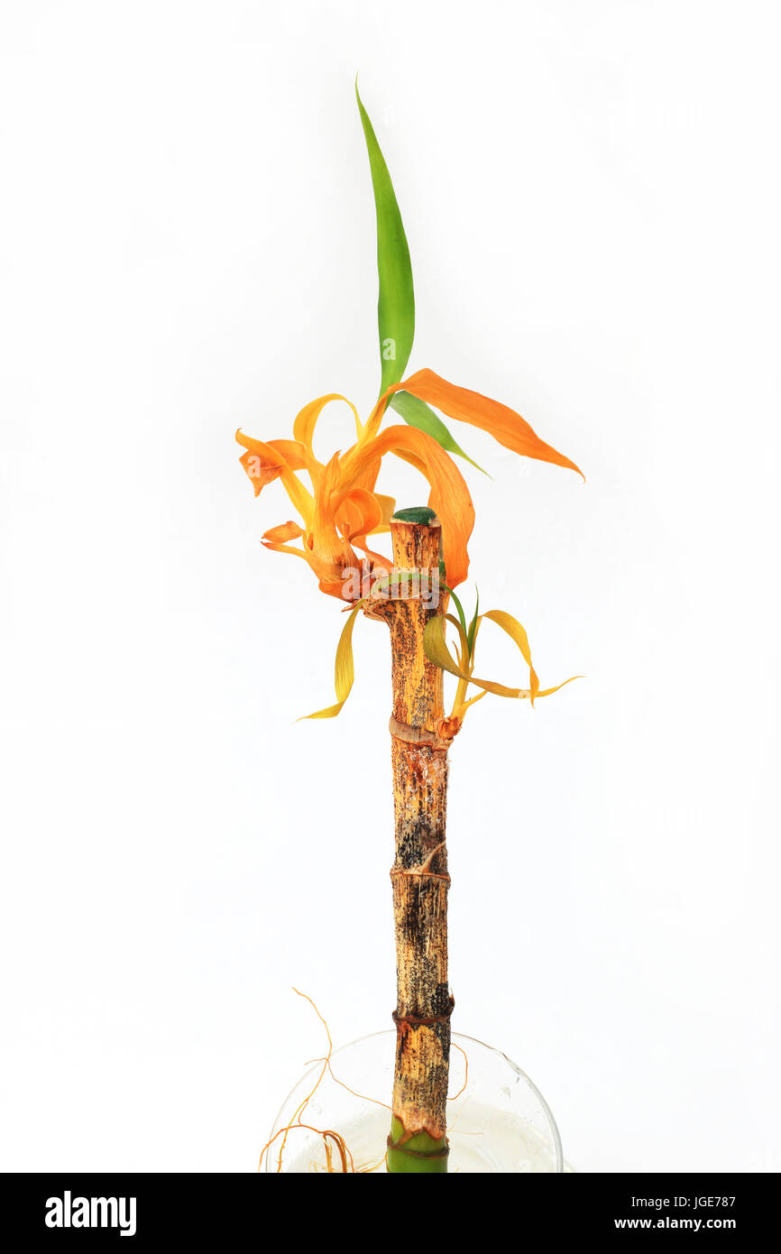 Morendo Lucky bambù o noto come Dracaena braunii, Dracaena sanderiana solated contro uno sfondo bianco Foto Stock