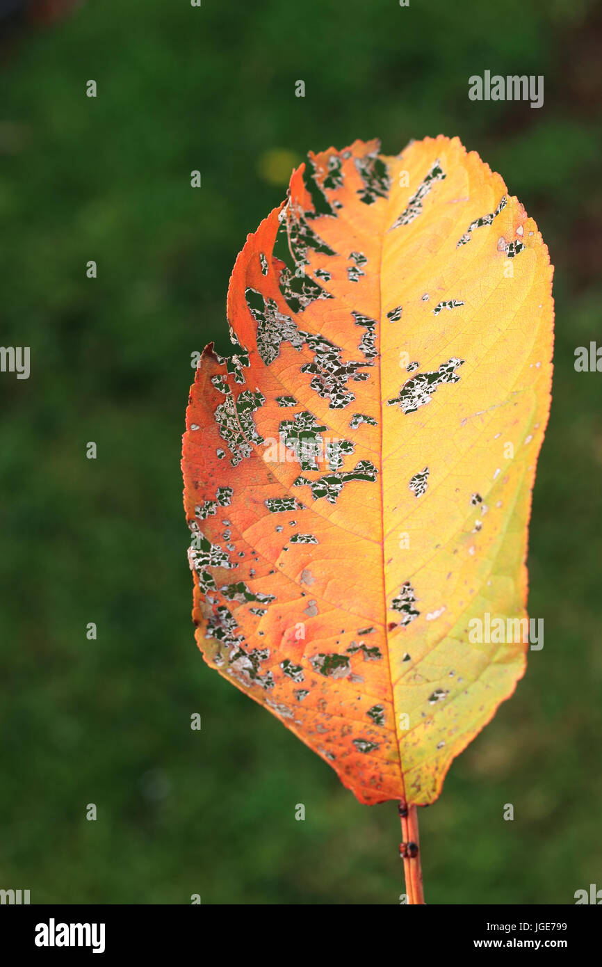 Ciliegio danneggiato le foglie in autunno Foto Stock