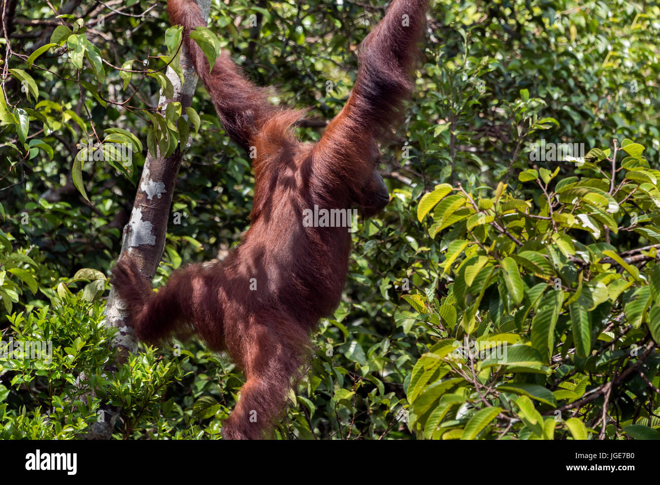 Wild orangutan oscillare attraverso gli alberi, Tanjung messa National Park, Kalimantan, Indonesia Foto Stock