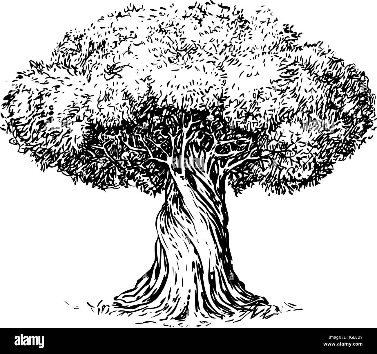 Albero di olivo vecchi incisione. Ecologia, Ambiente, natura sketch. Vintage illustrazione vettoriale Illustrazione Vettoriale