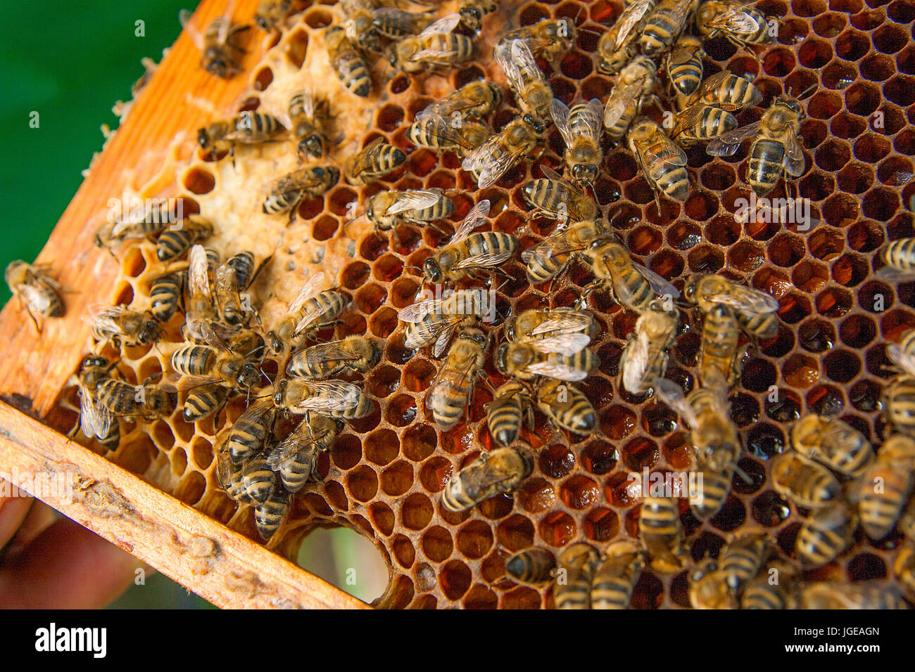 Api laboriose, vista ravvicinata della lavorazione le api sul favo di miele. Le api da vicino che mostra alcuni animali e la struttura a nido d'ape. Foto Stock