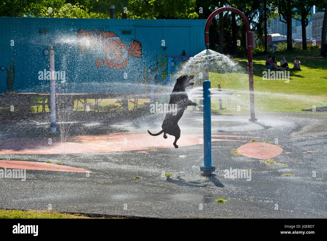 Cane nero a giocare e saltare in acqua spray ad un parco cittadino di Vancouver (Parco di granchio). Divertente e Happy dog. Foto Stock