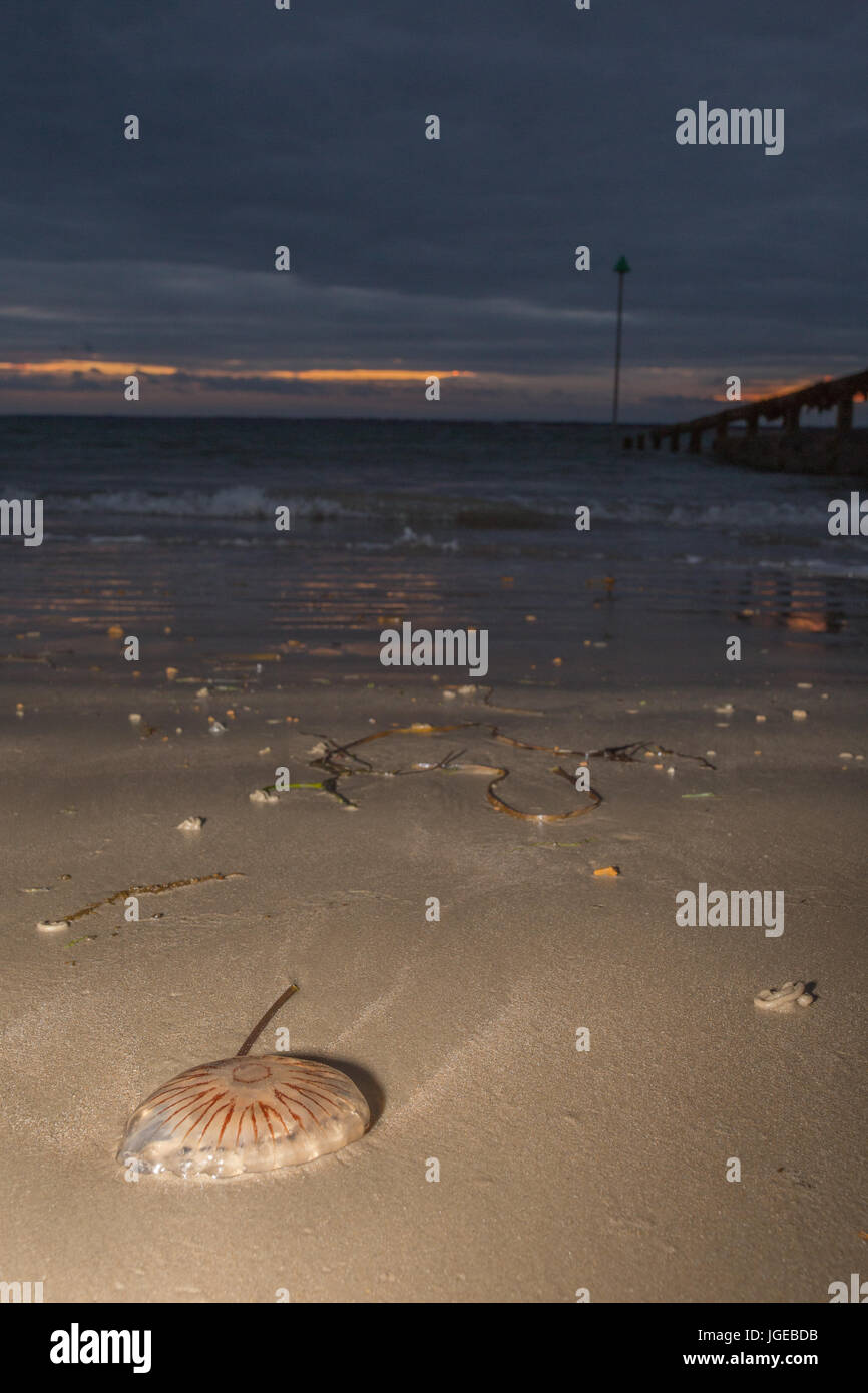 Mare meduse di ortica Foto Stock