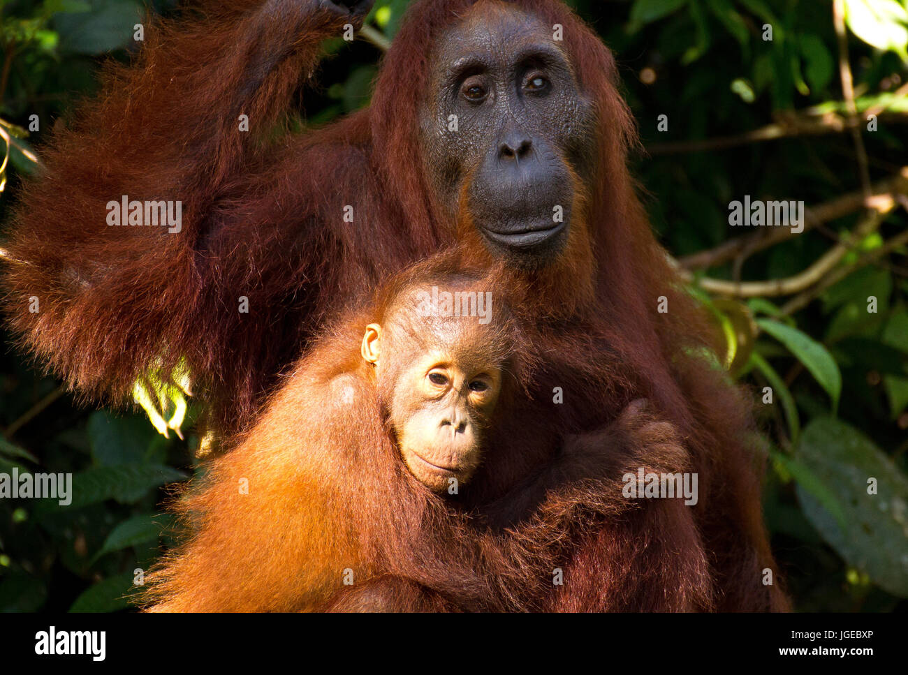 Famiglia Orangutan nelle giungle di Kalimantan, Indonesia Foto Stock