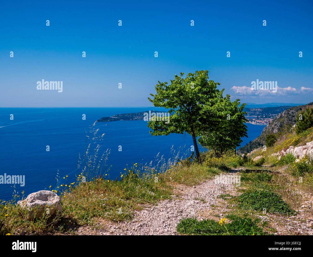 Albero sulla costa azzurra Foto Stock
