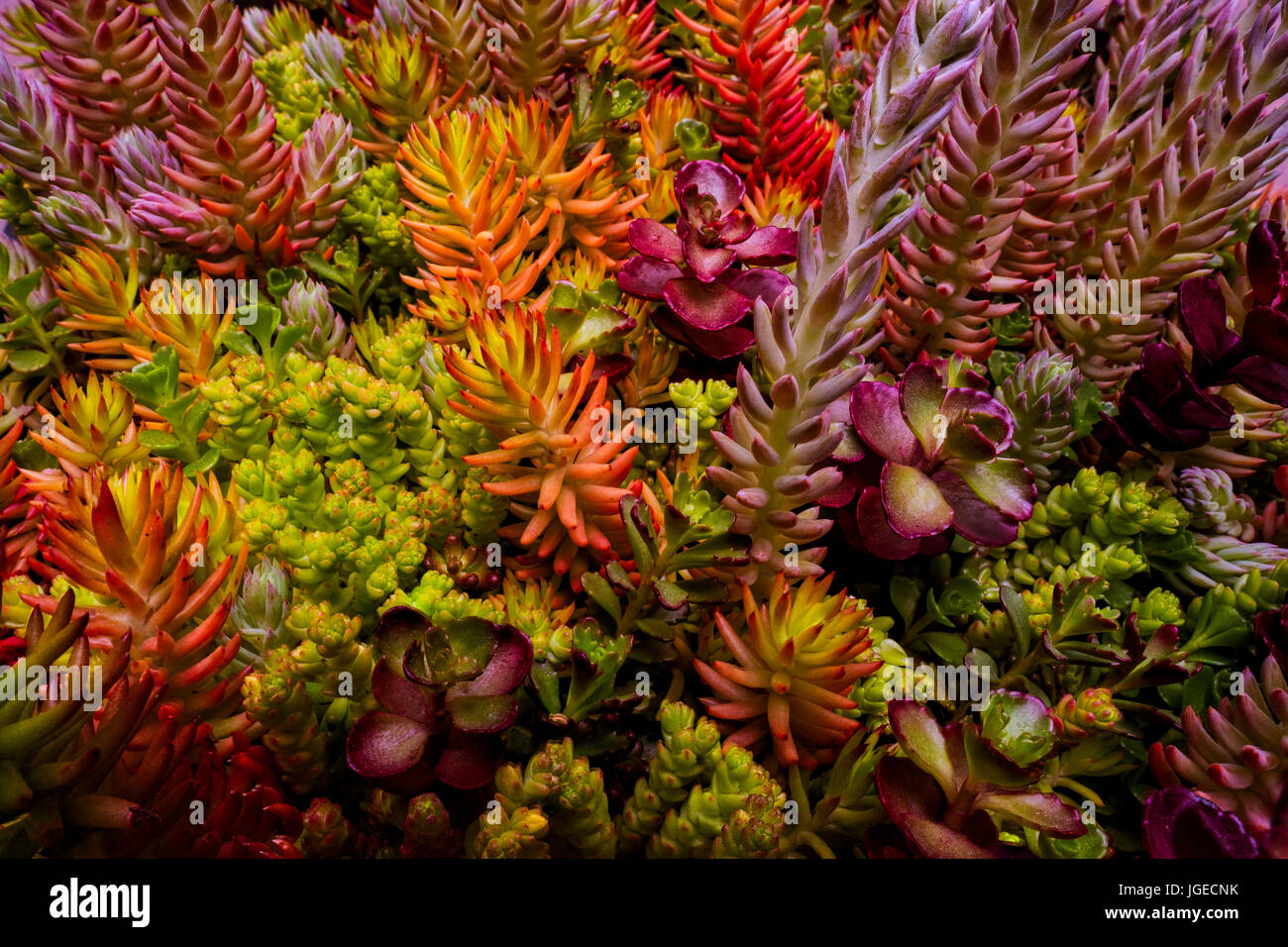 Succulento giardino che mostra diverse varietà di piante Foto Stock