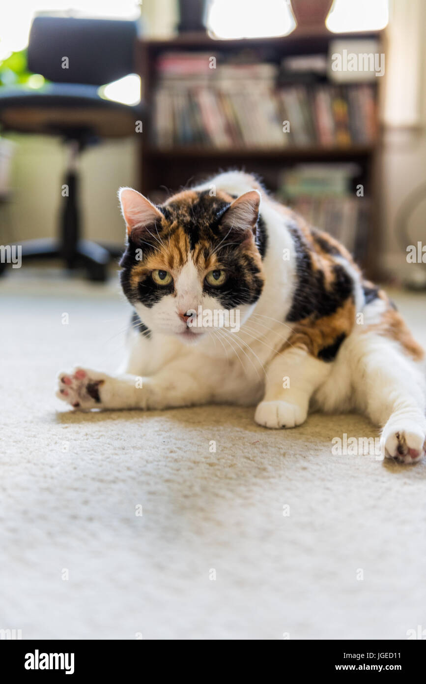 Primo piano della arrabbiato gatta calico toelettatura stesso che mostra la flessibilità Foto Stock