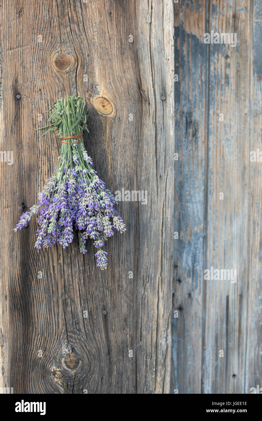 Lavanda appeso su una vecchia porta di legno Foto Stock