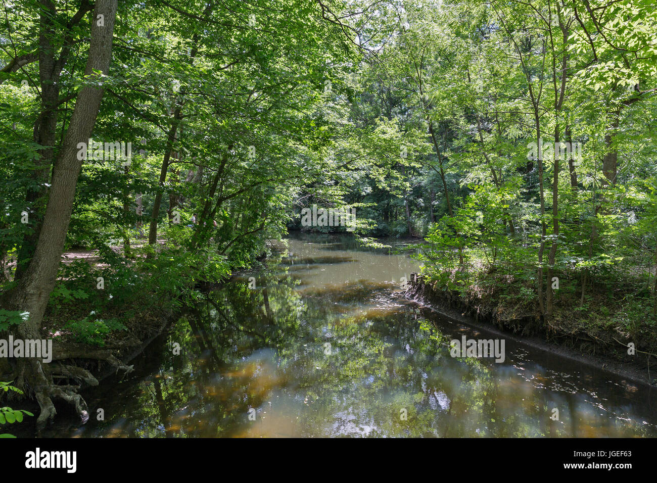 Foresta Tricrate labirinto e paesaggio fluviale, Ucraina Foto Stock